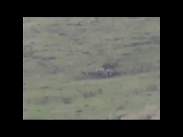 Lion raiding a wolf kill gets a Slough Creek Pack welcome Scrolller