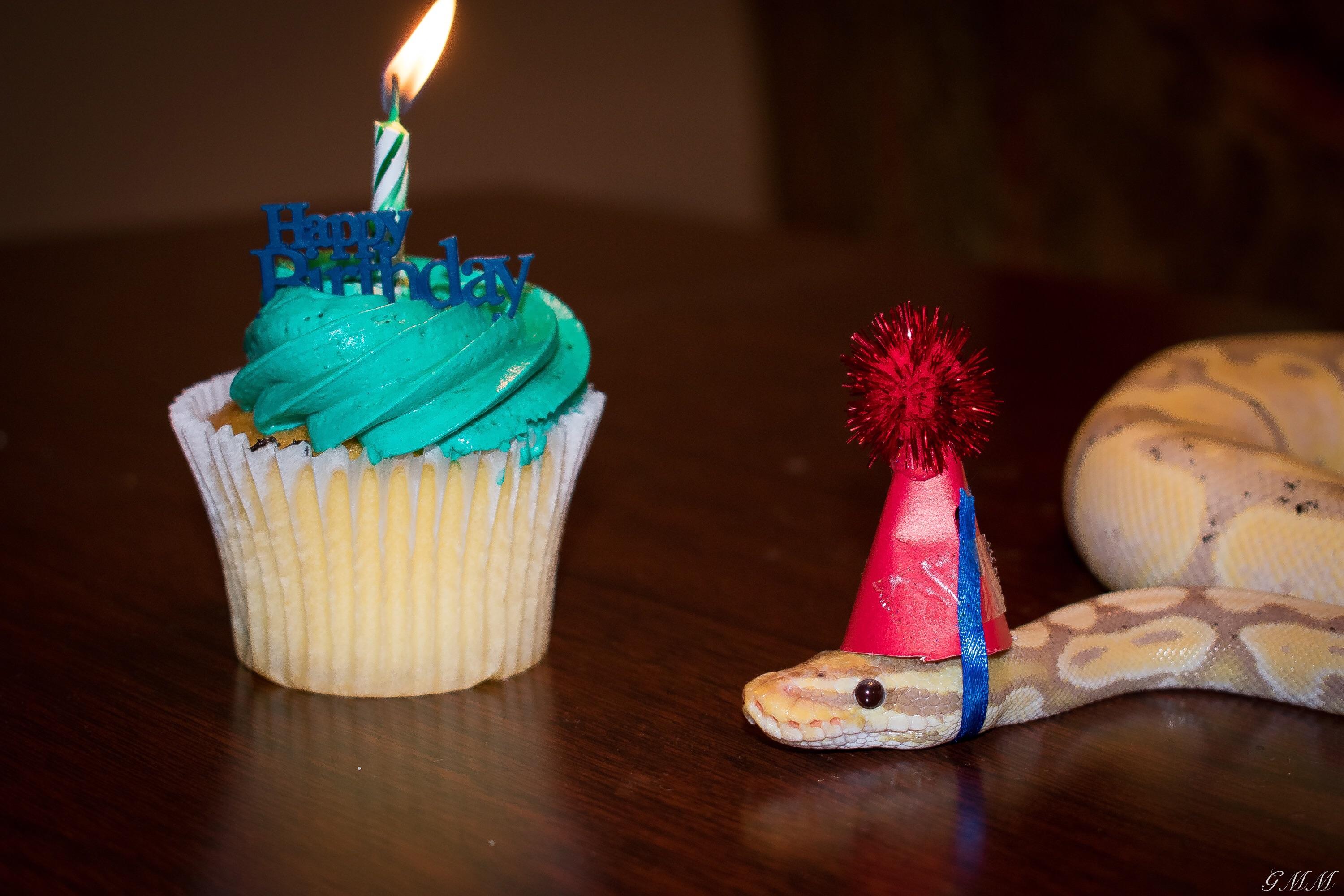 My ball python on his birthday! 🎉🐍 | Scrolller