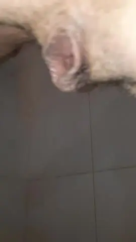 My Hairy Pussy Peeing close up 💛💦
