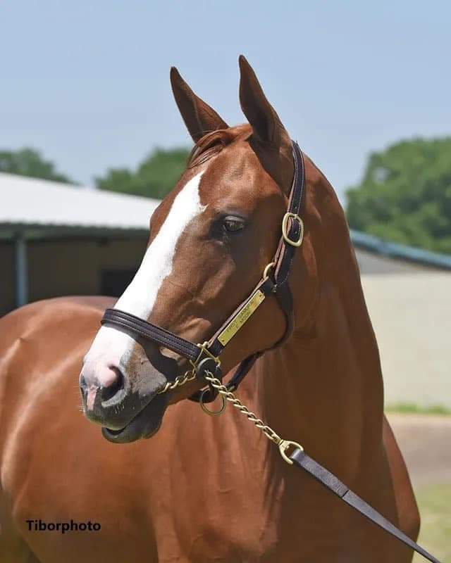 Our girl carroll girl running at santa anita today race 4 scrolller