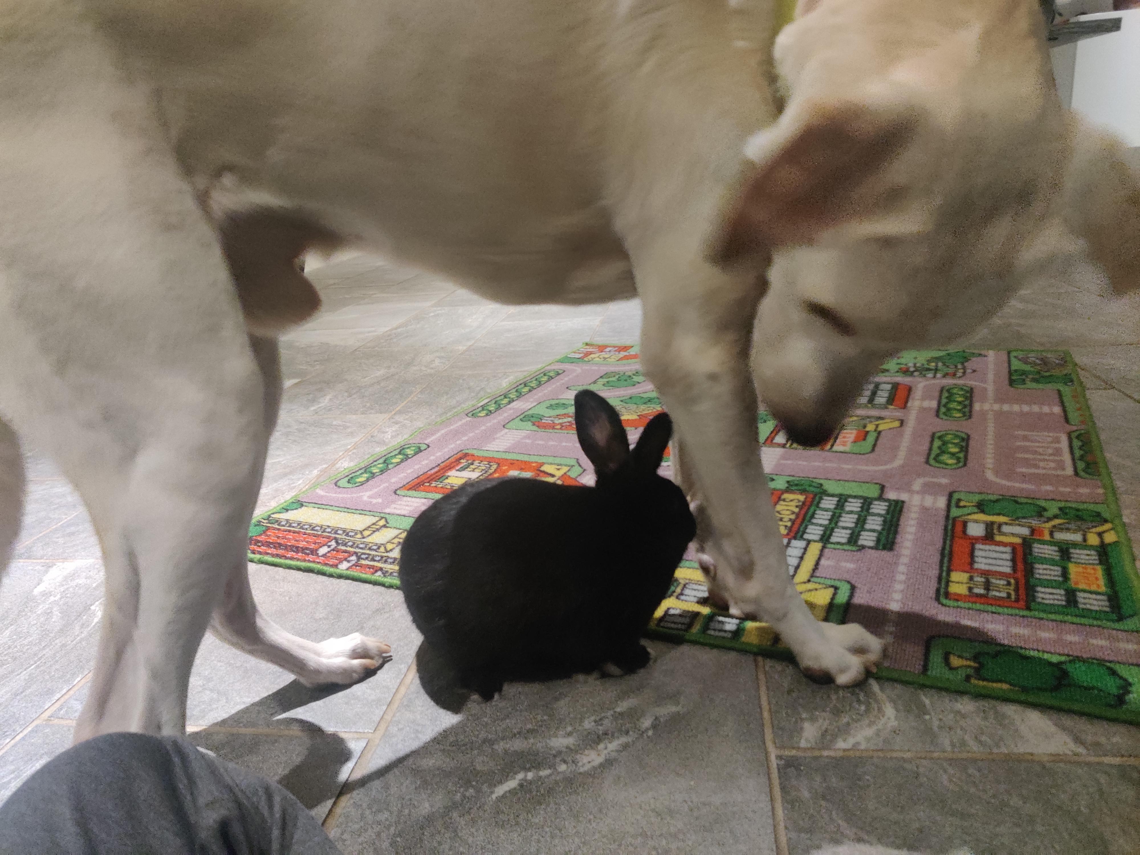 Our young rabbit and hunting labrador retriever. Scrolller