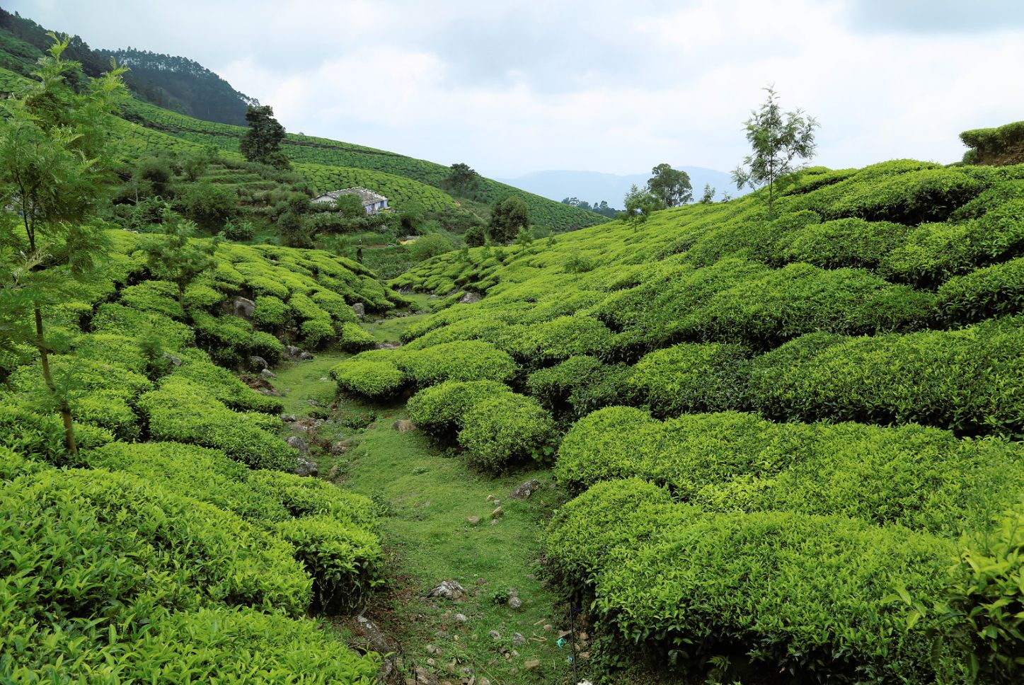 Tea Garden in Kerala, India | Scrolller