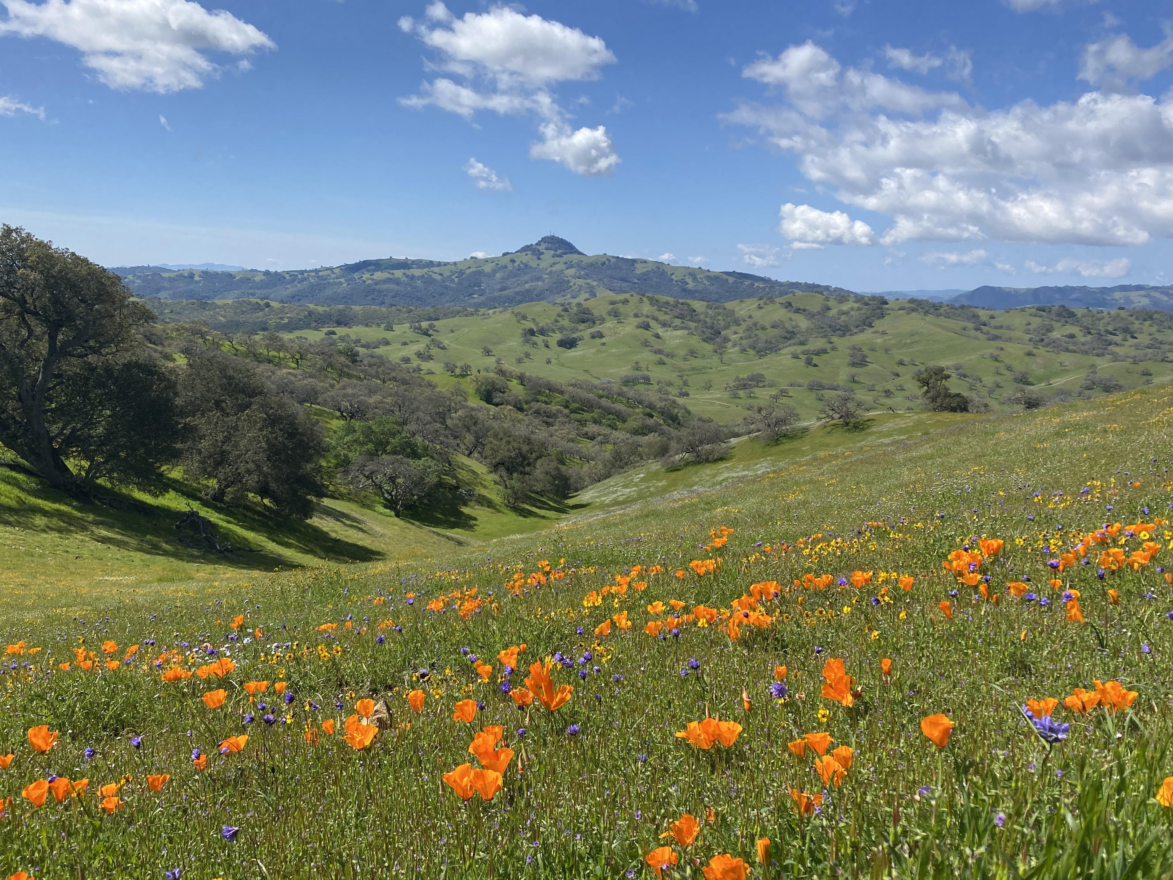 Escape To Pacheco State Park: Where Nature’s Beauty Meets Adventure