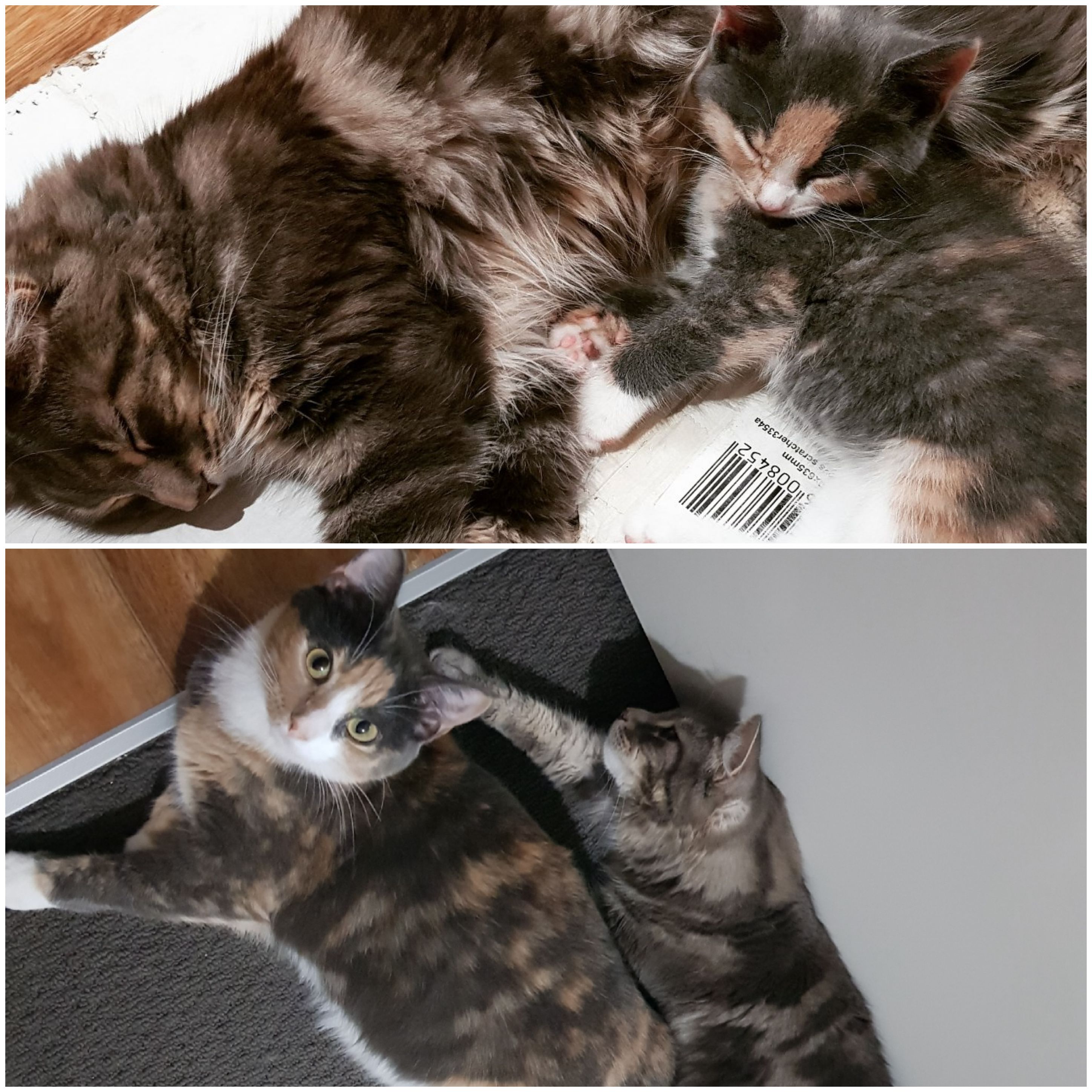 the-very-first-time-vs-the-last-time-i-caught-them-snuggling-scrolller