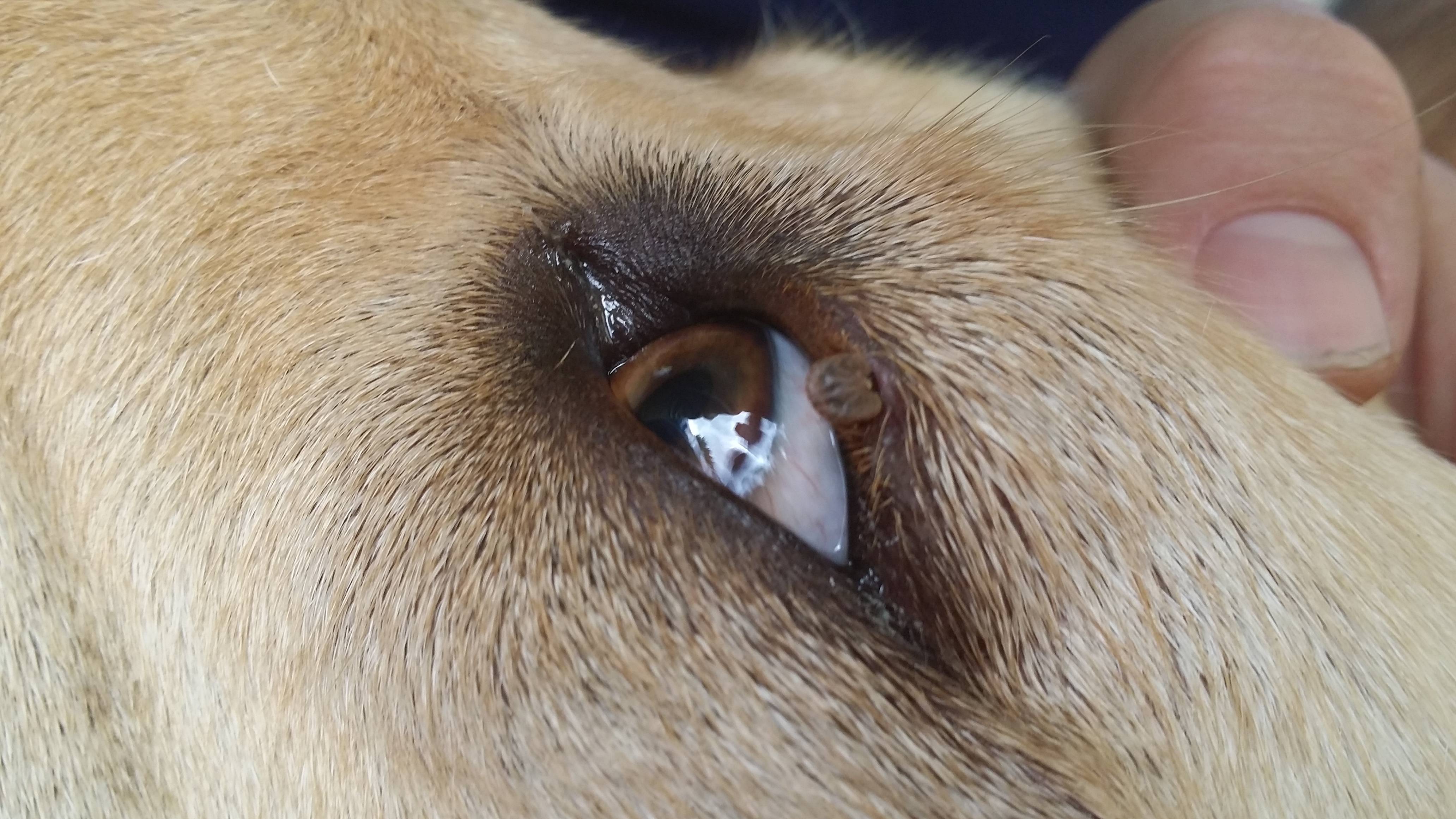 tick-like-growth-on-dogs-eyelid-any-idea-scrolller