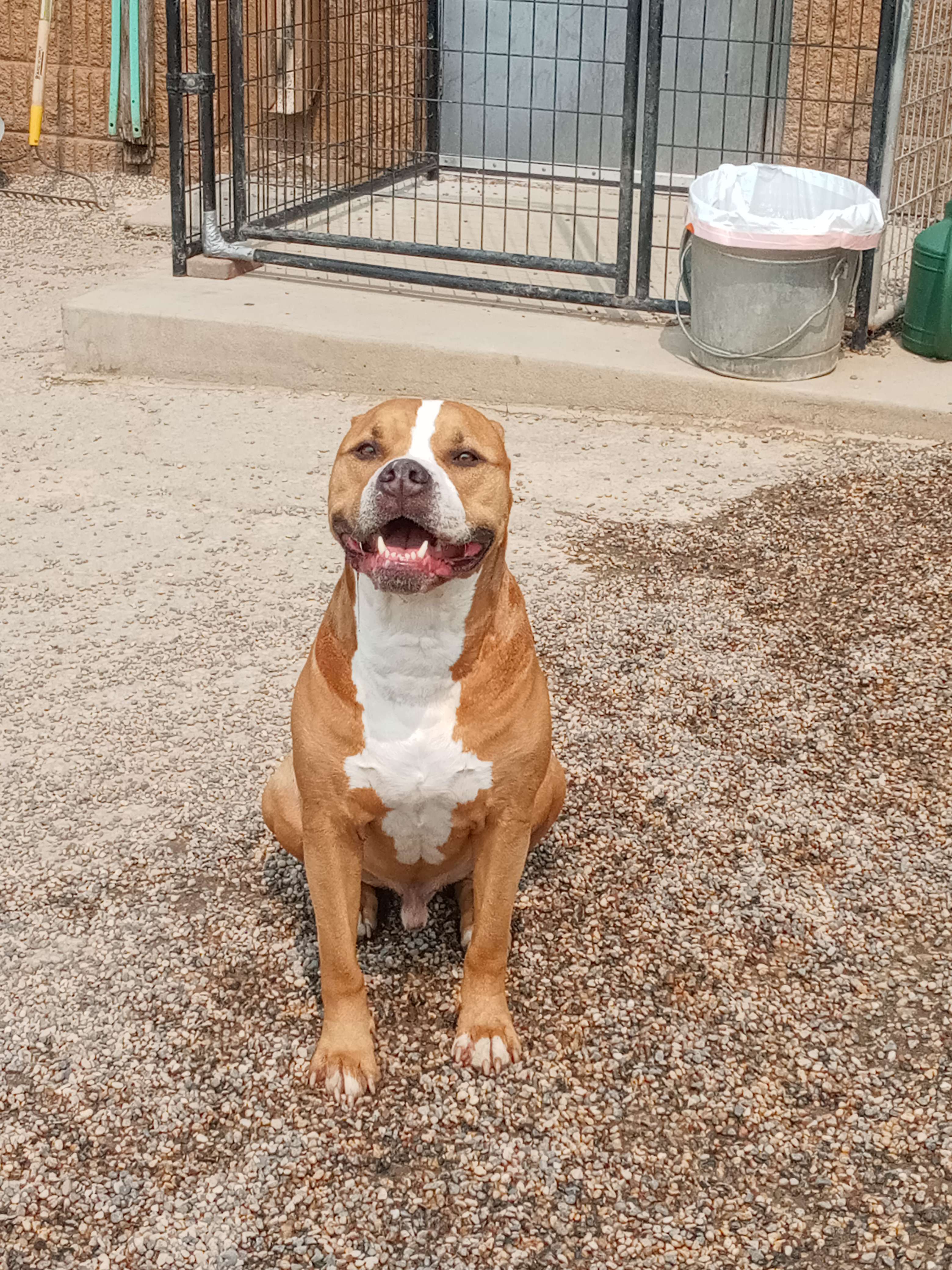 very-good-boy-in-my-doggy-daycare-group-today-i-m-glad-that-my