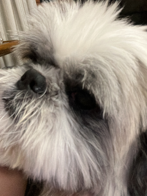 dog
