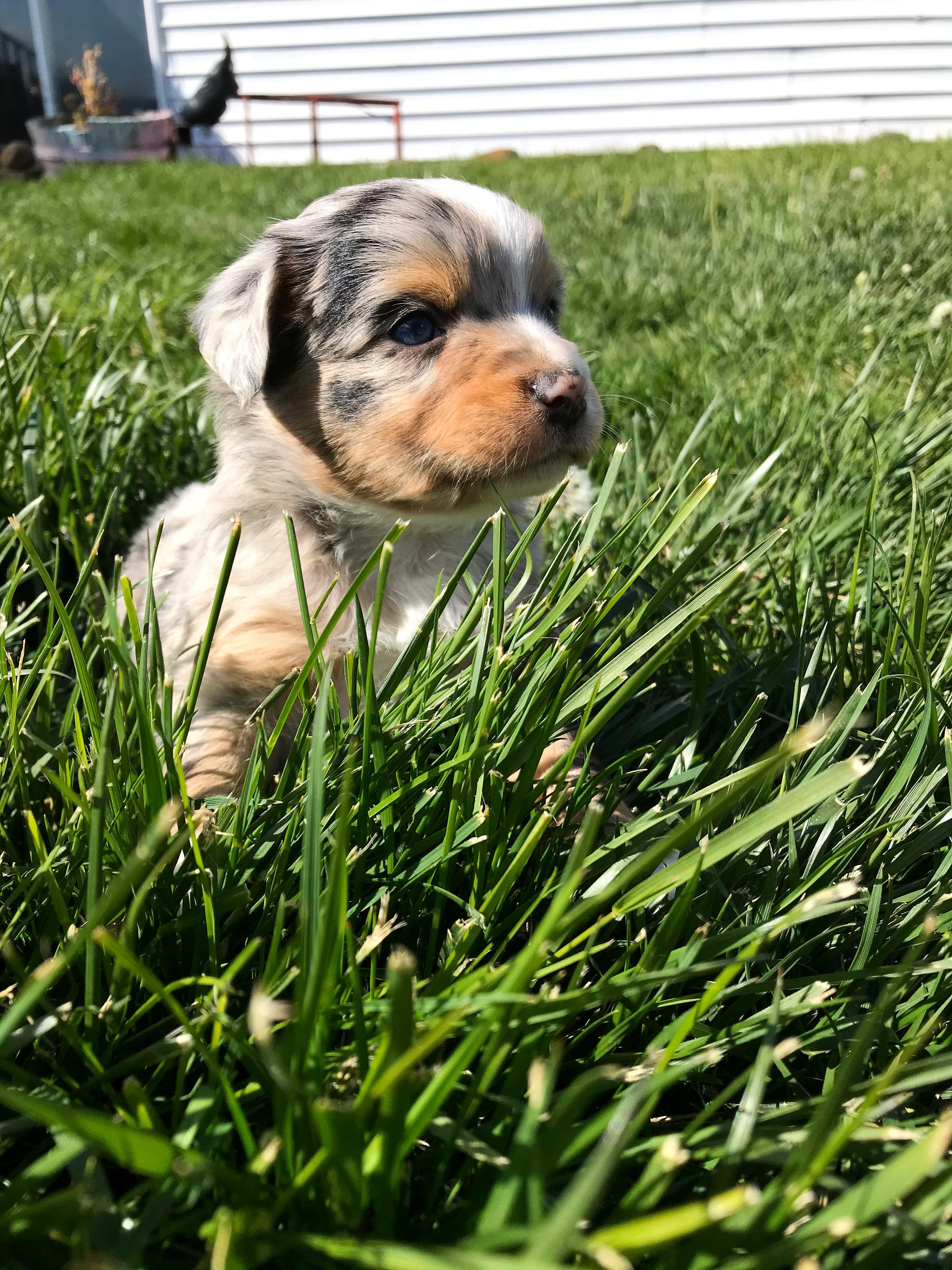 3 More Weeks Until Willow Comes Home Scrolller