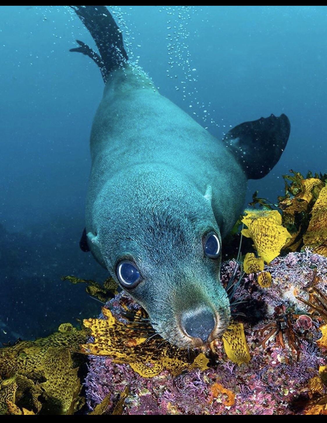 A baby momma seal asking wheres money for the kids, In Jervis Bay. Pc ...