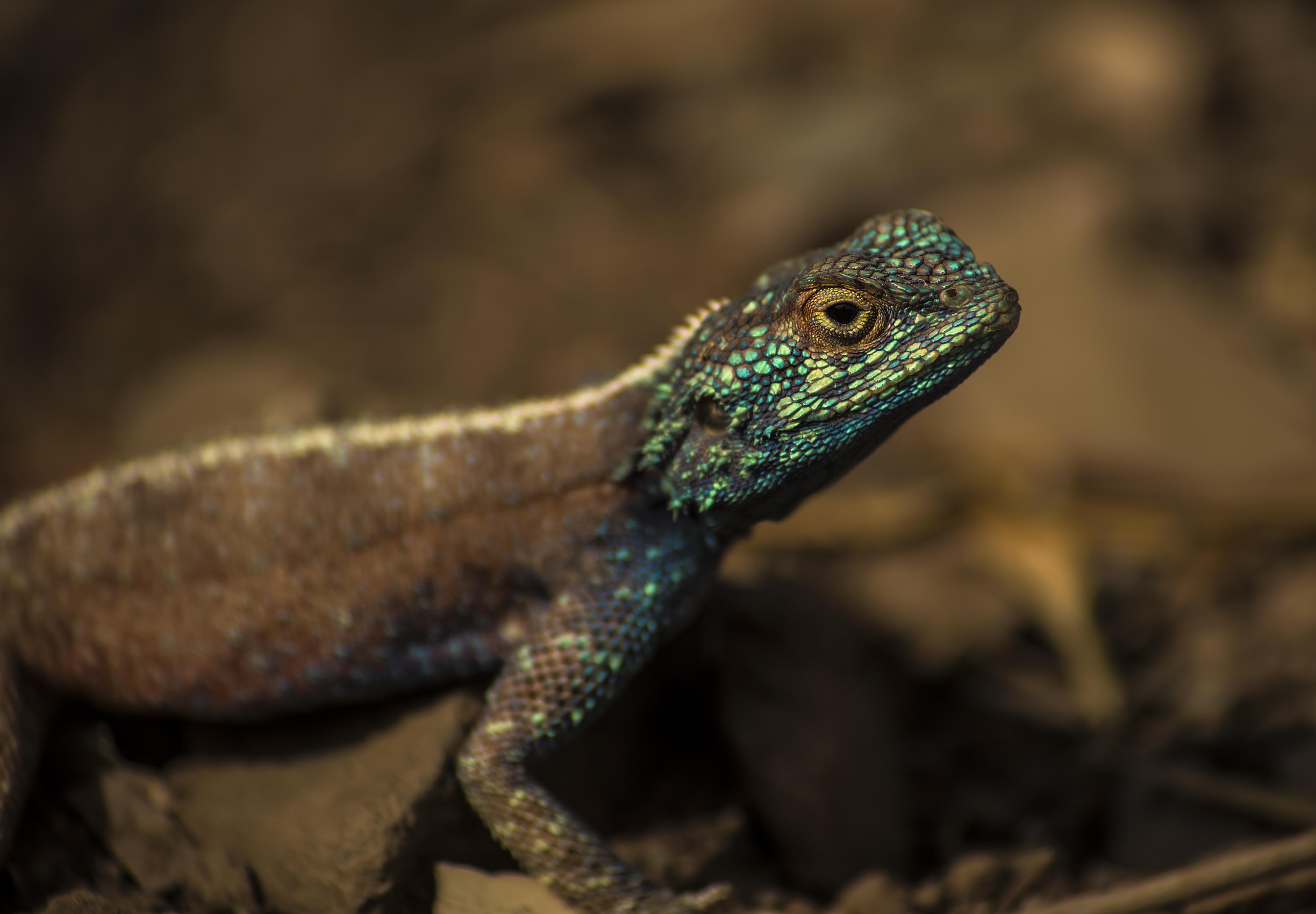 a Blue headed lizard in the Karoo desert.. [OC] | Scrolller