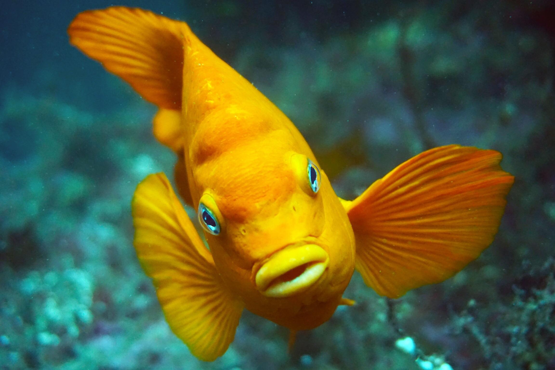A Garibaldi (the state fish of California) tries to attack my camera on ...