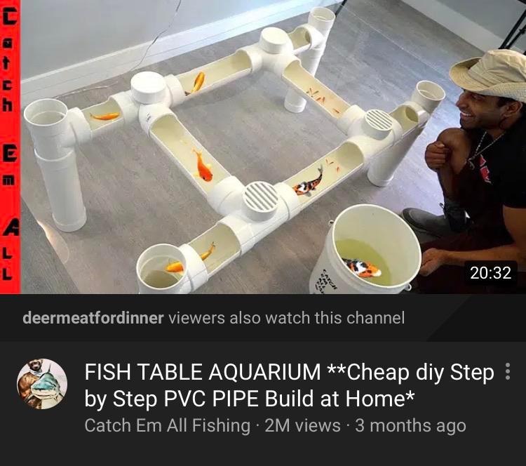 A PVC pipe aquariumtable with no filter and 40+ goldfish in it Scrolller