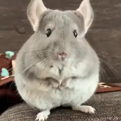 A very calm chin