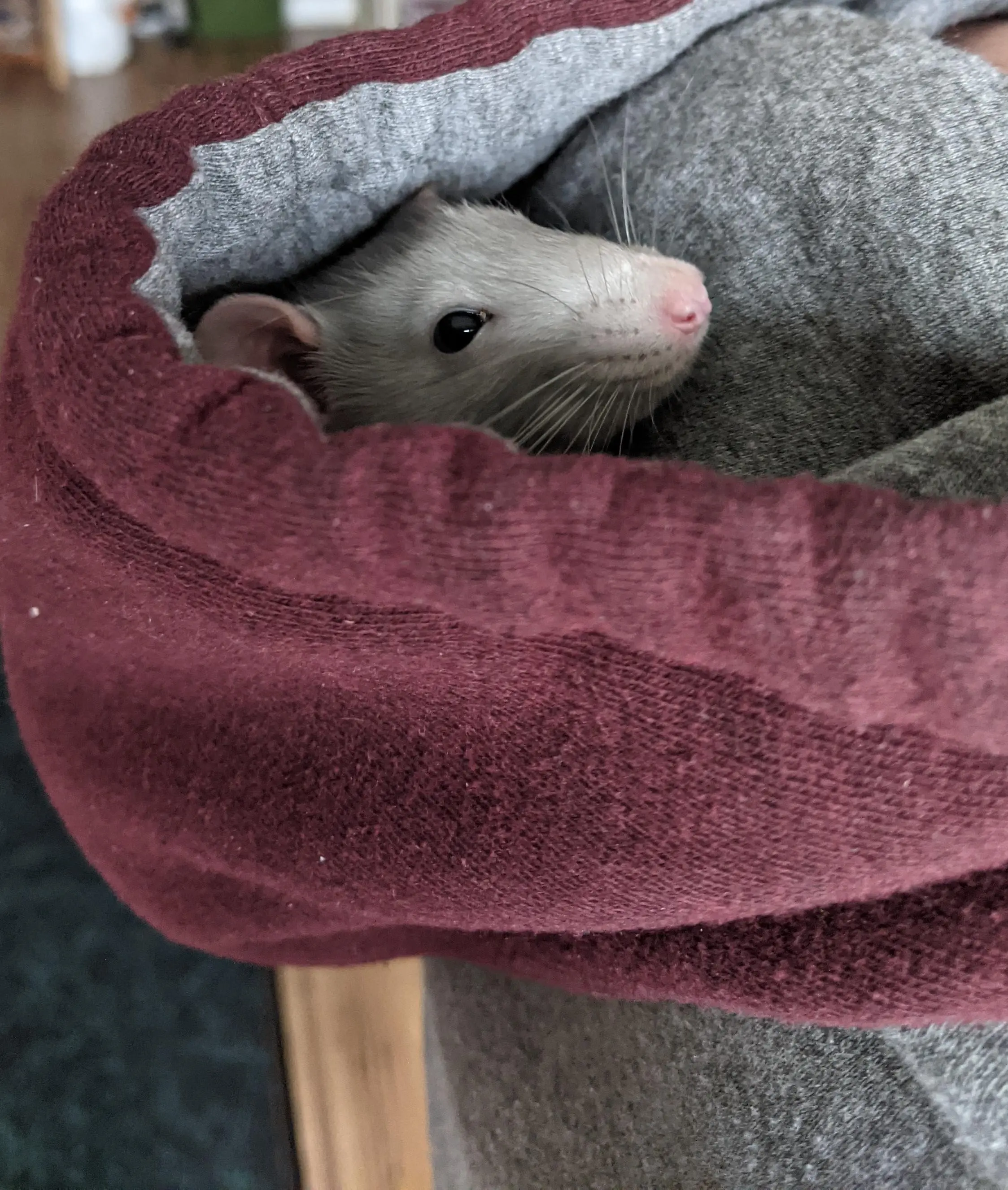 A wild hood rat has been spotted 👀 | Scrolller