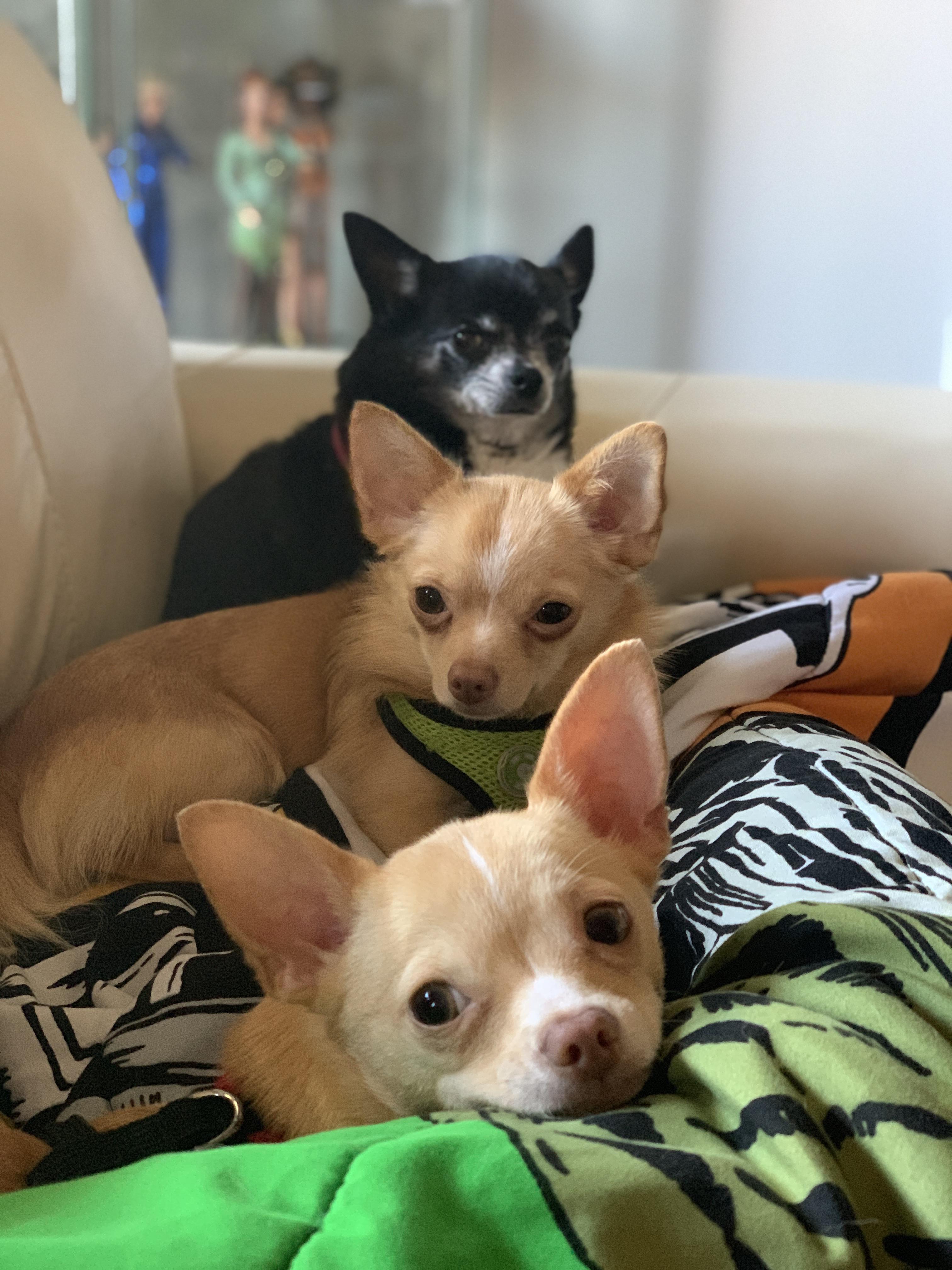 Adobo, Mani & Lumpia chilling | Scrolller