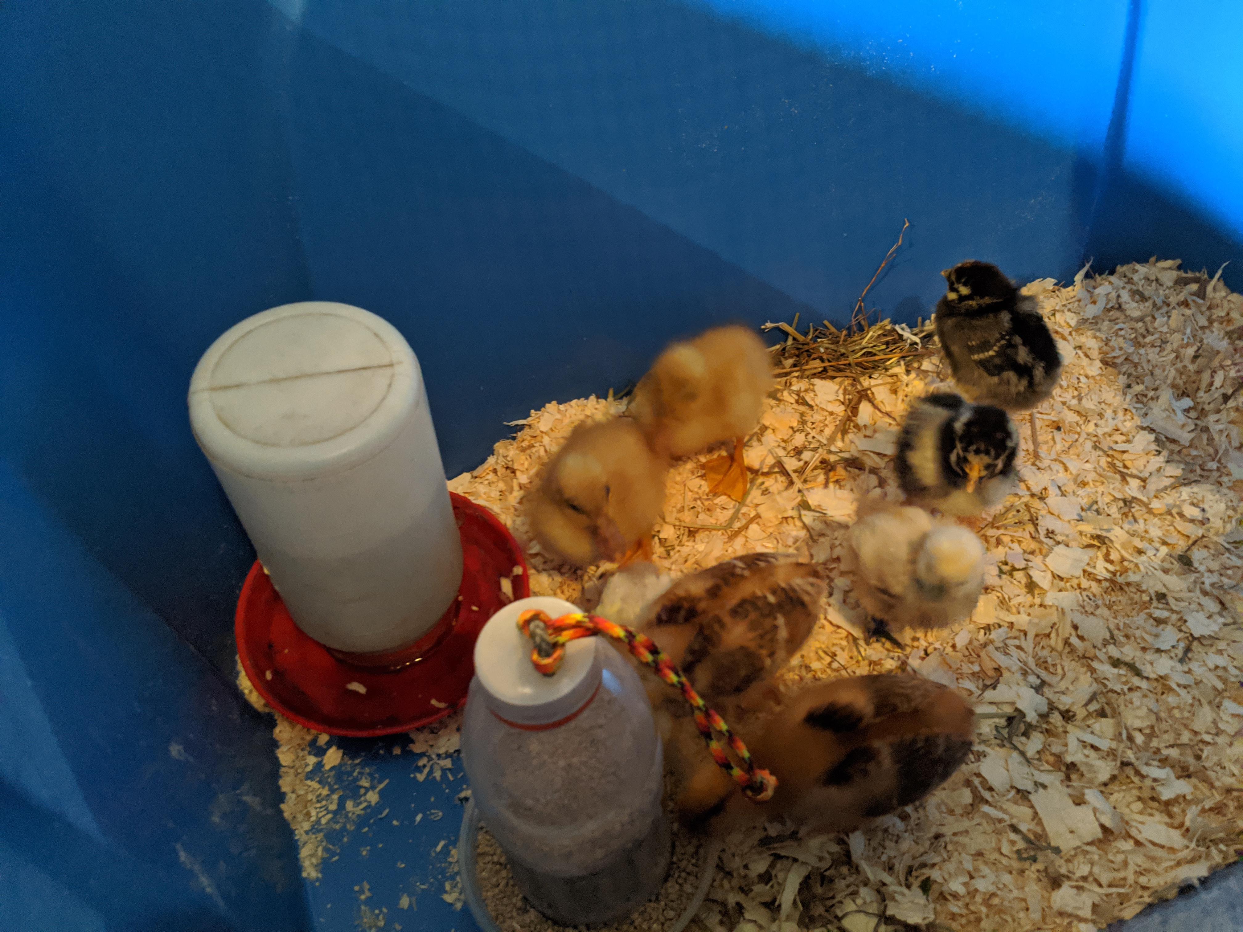 Advice on Chicken and Ducks in the same brooder? Scrolller