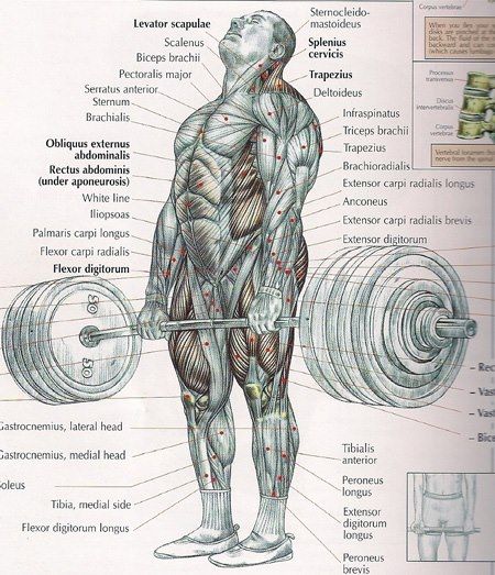 All The Muscles Used In A Deadlift Scrolller 5435