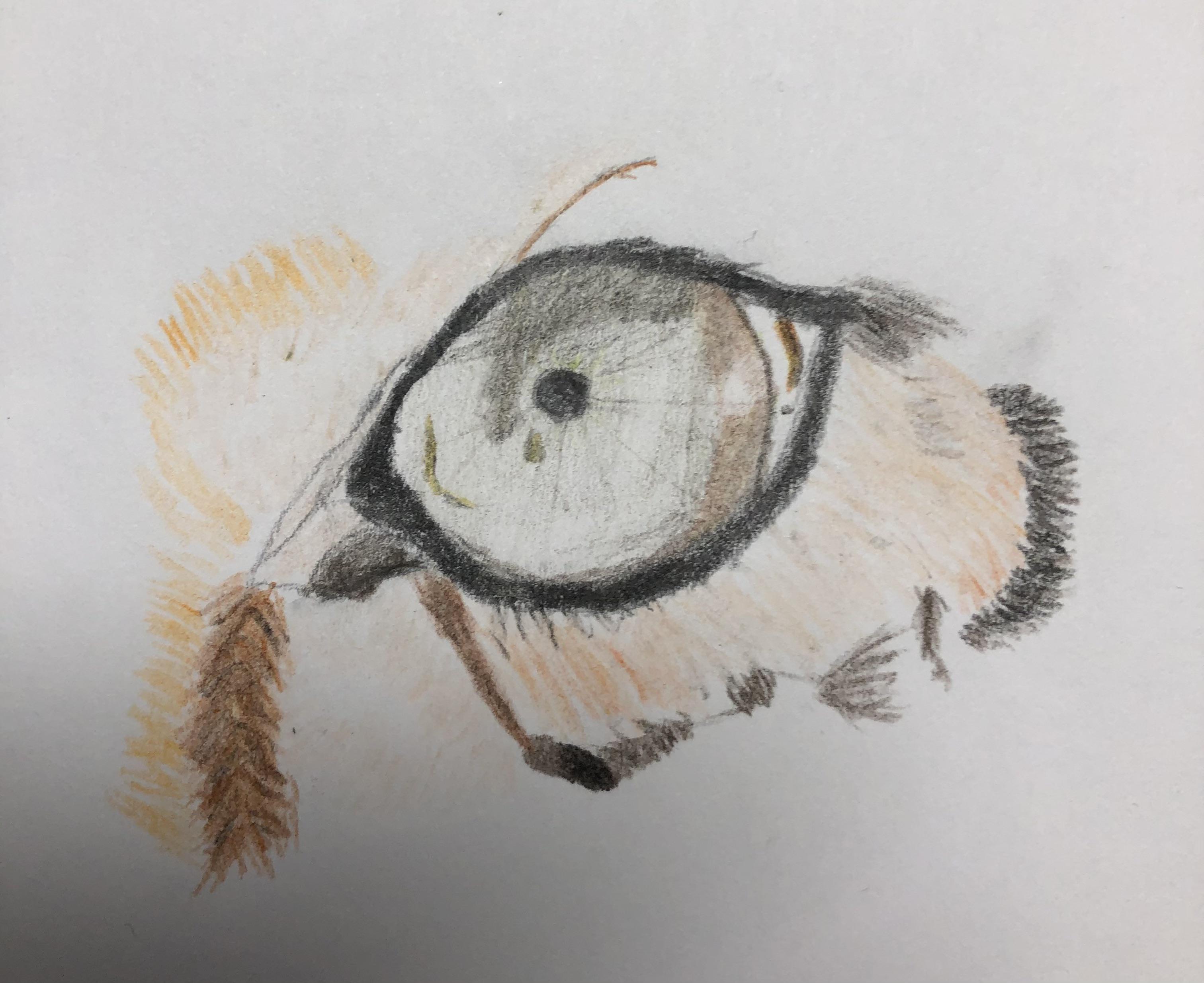 Amur leopard eye, me, color pencils, 2021 | Scrolller
