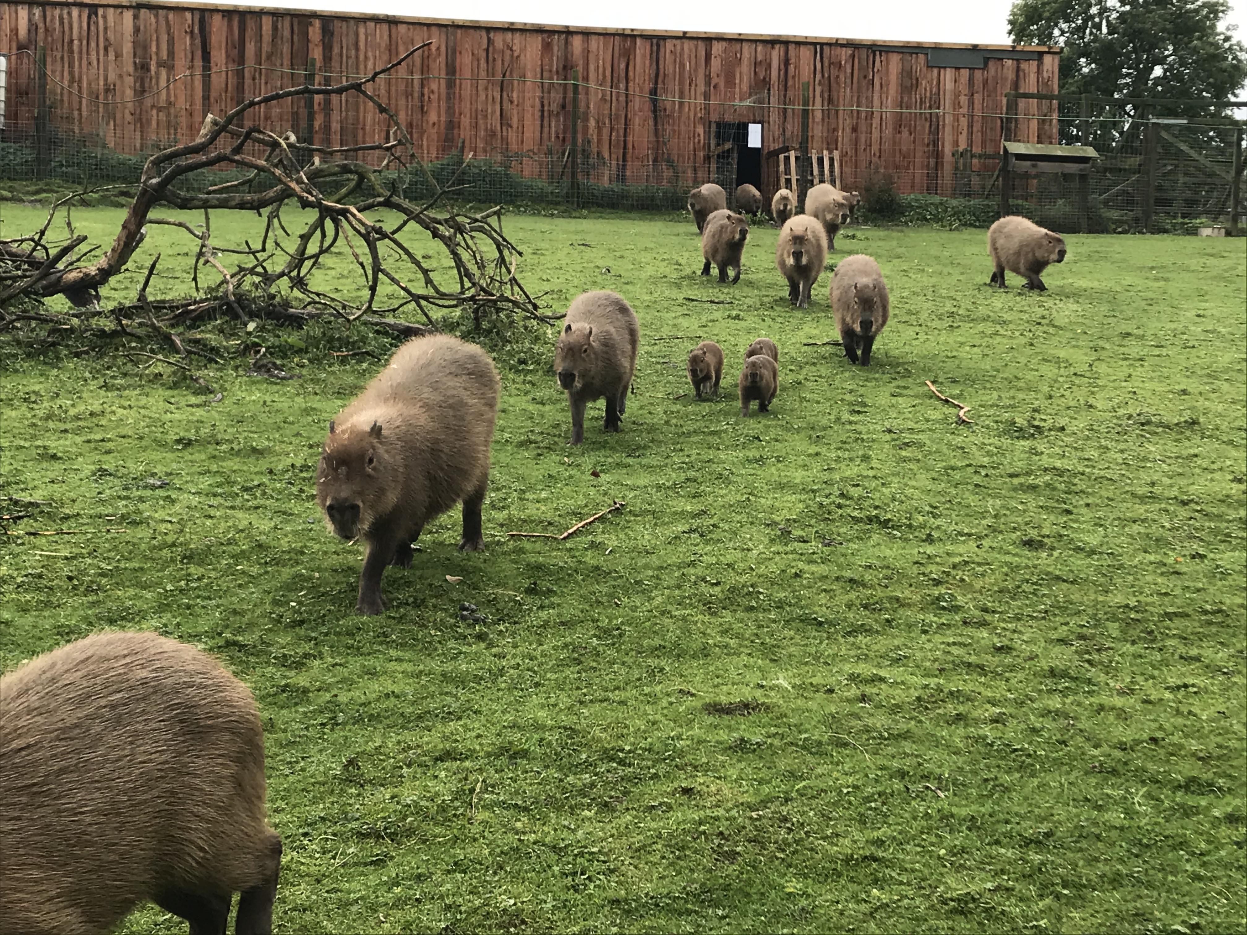 Anyone want to join the capybara train? | Scrolller