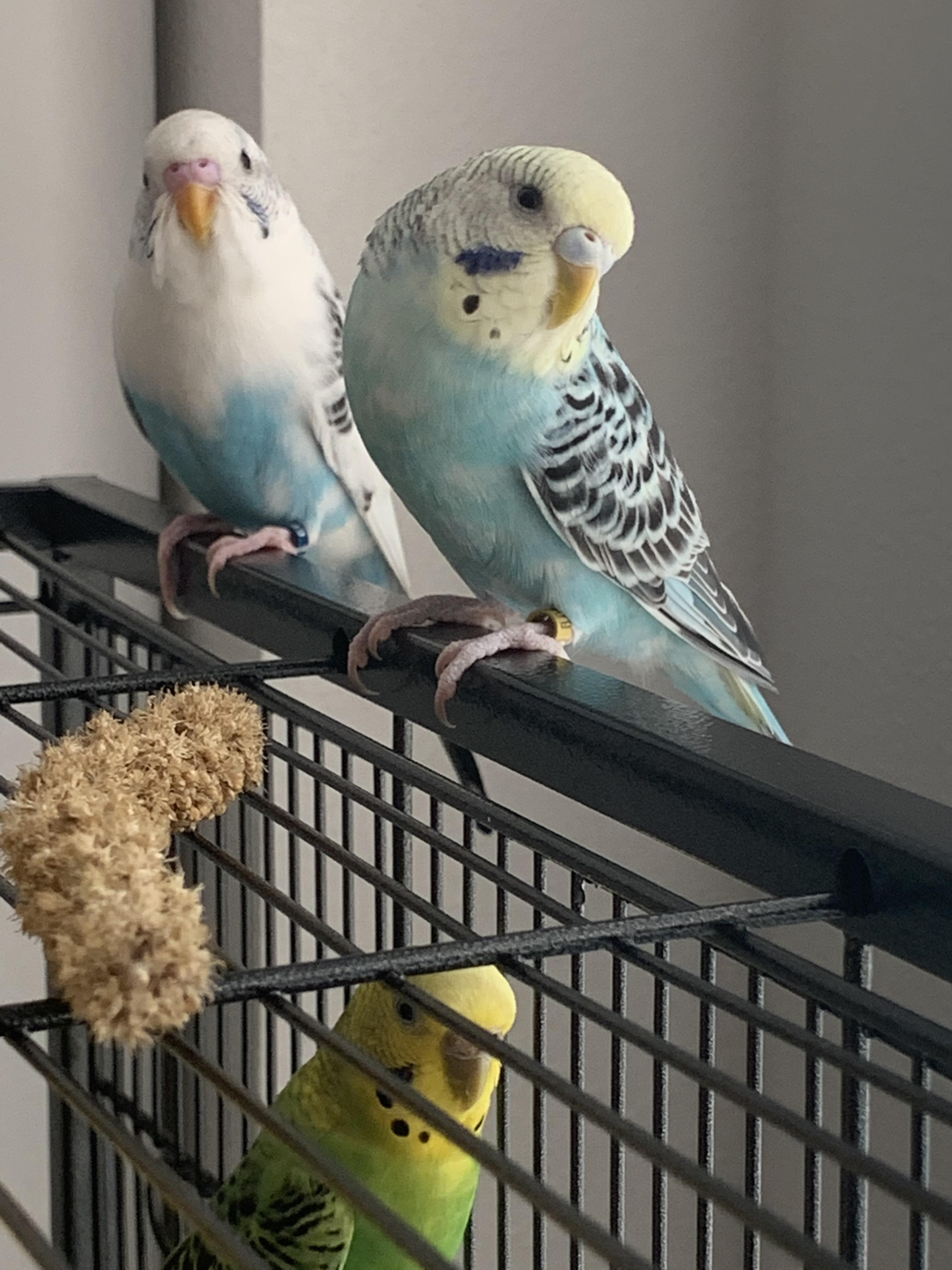 Anyone with multiple parakeets have this problem? Everyday I let my