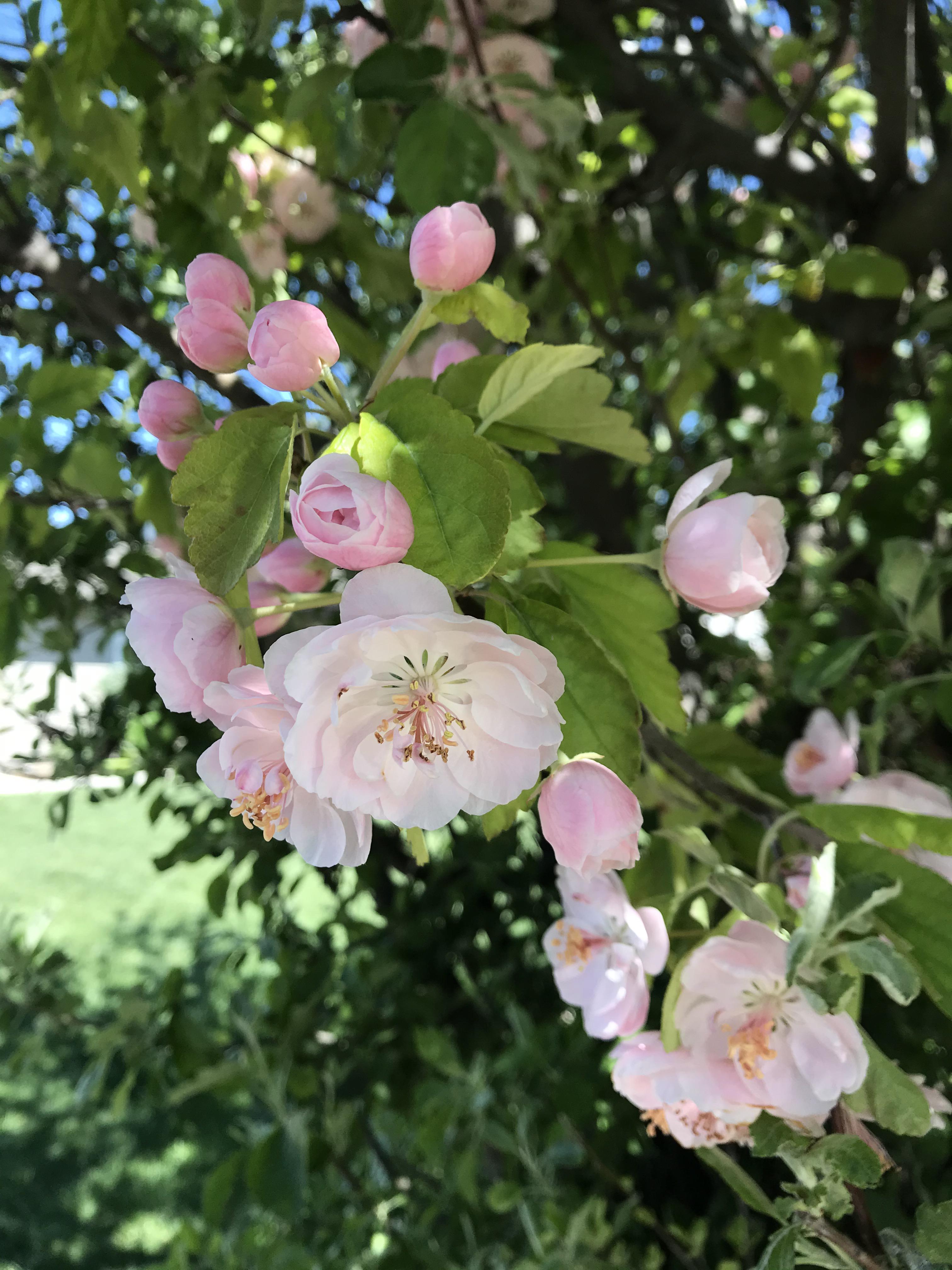 Apple blossoms are beautiful and smell incredible! Scrolller