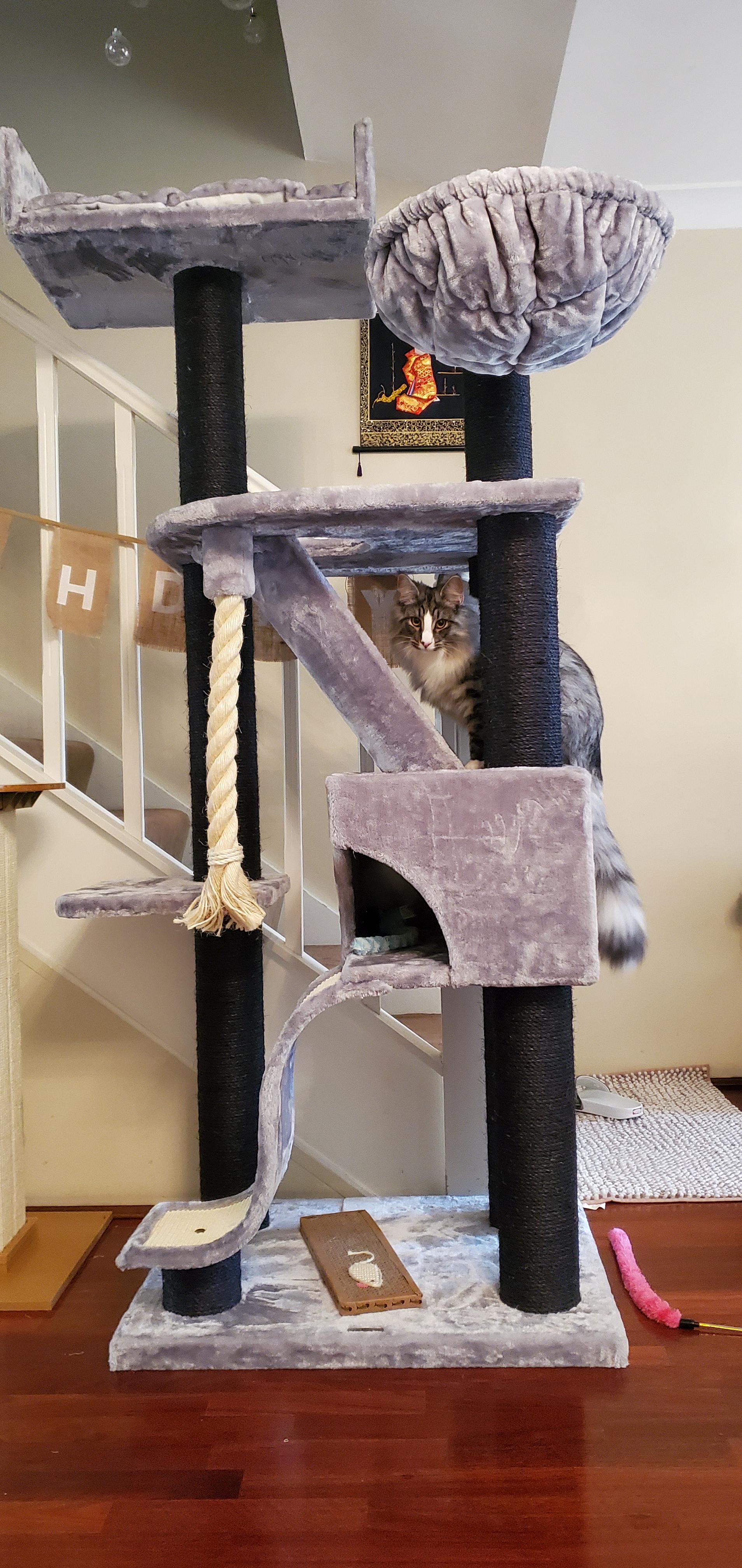 Aske's new mansion from Cat Tree Kings 🐱 Scrolller