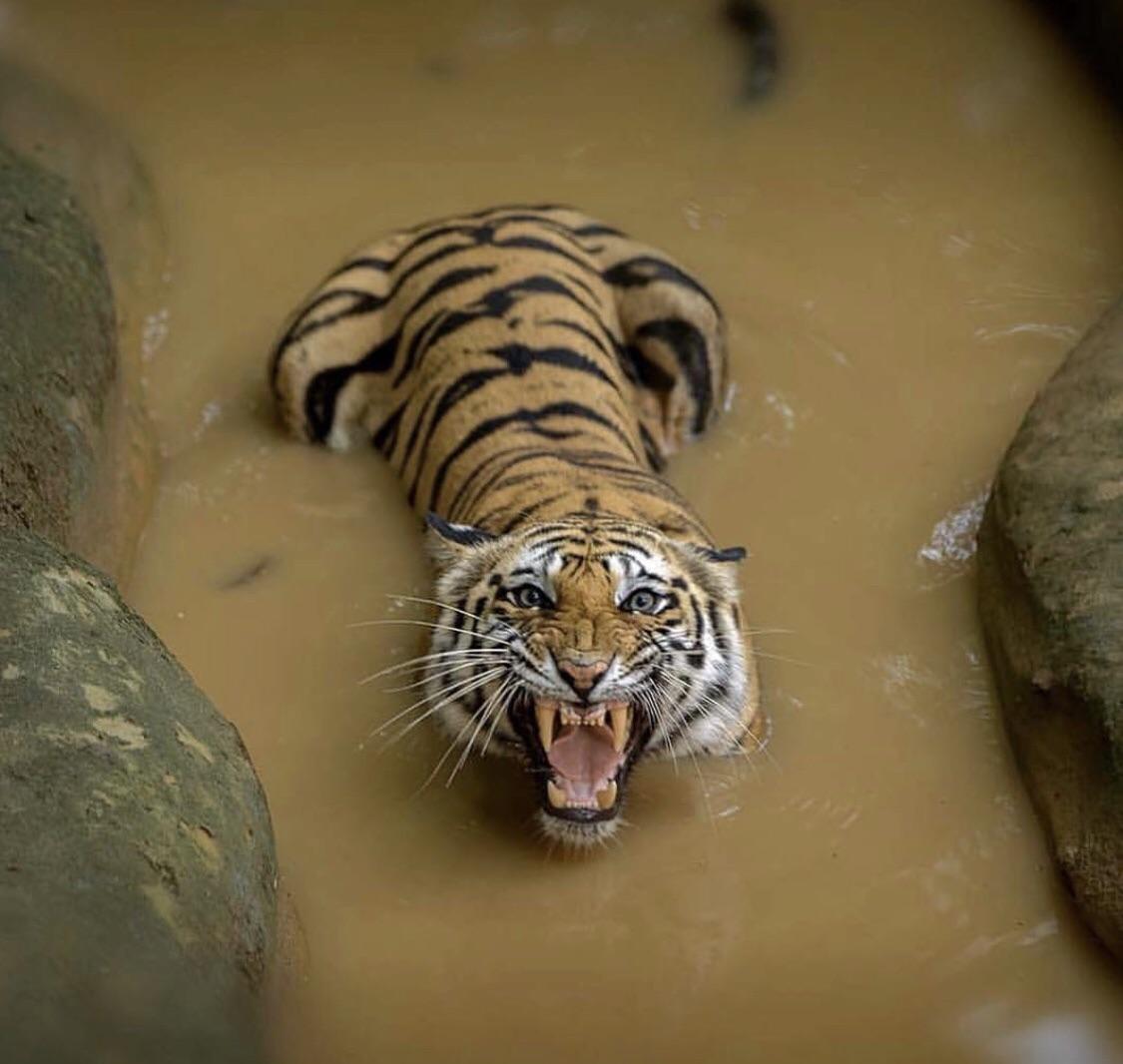 Aww This Tiger Looks Hissed Off.