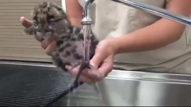 Baby clouded leopard gets a bath. | Scrolller