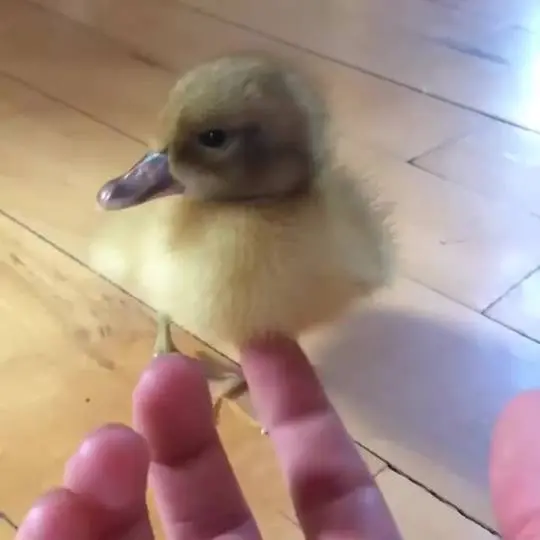 Baby duck getting belly scratches