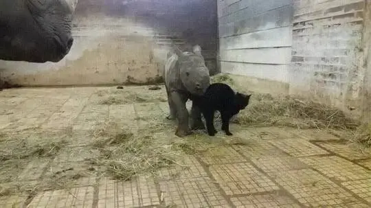 Baby rhino meets cat