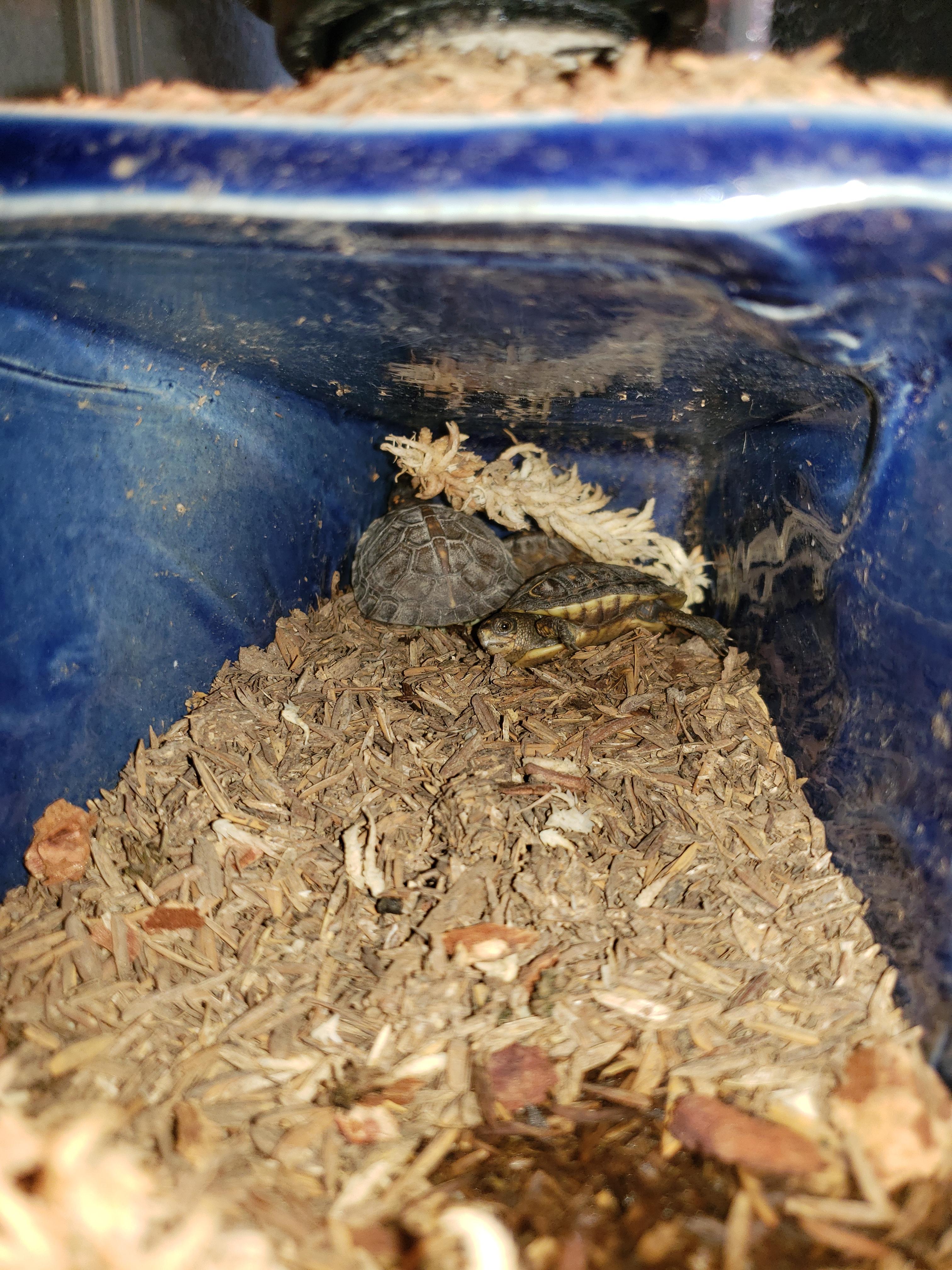 Baby three toed box turtle puddle! | Scrolller