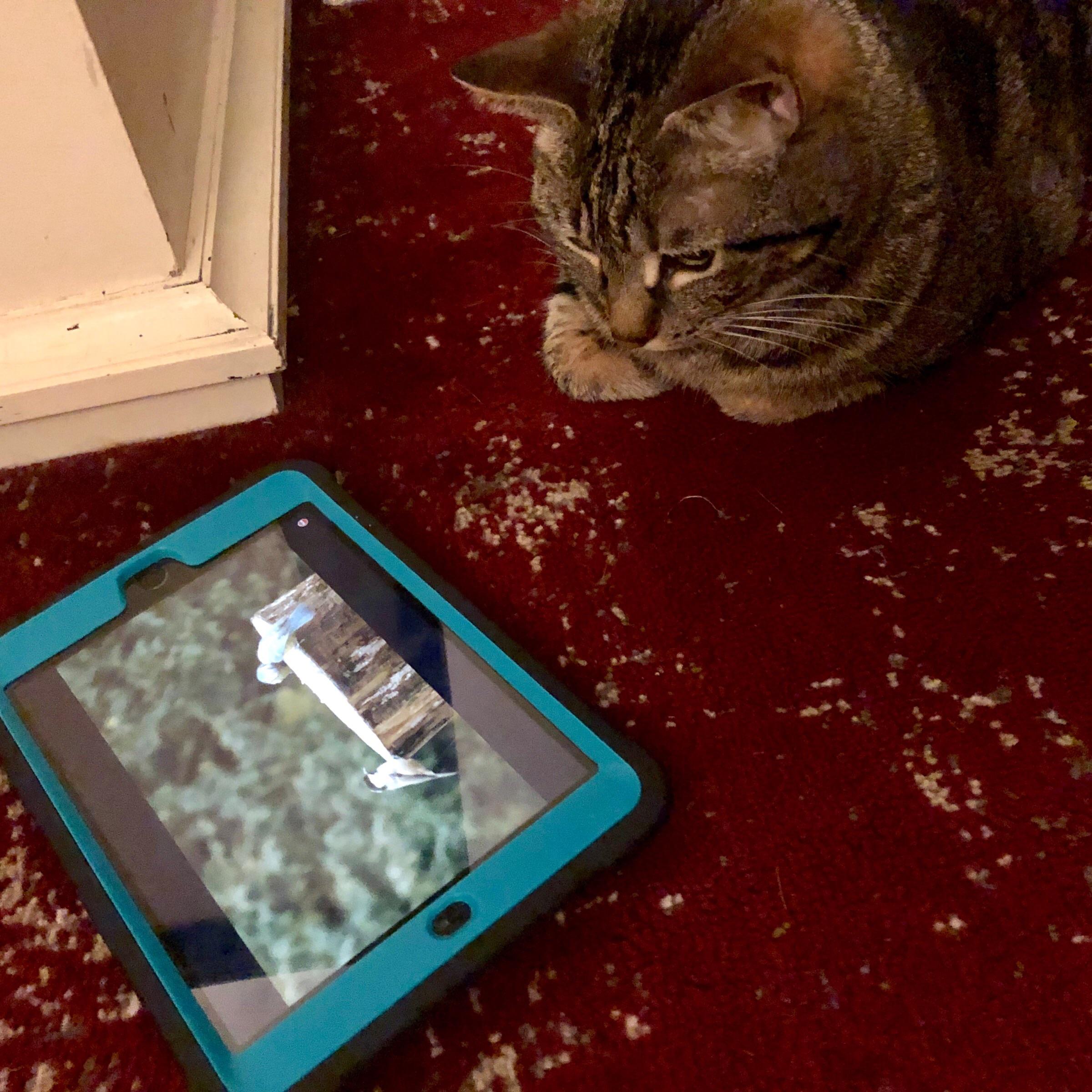 “Back in my day, cats would watch actual birds instead of staring at