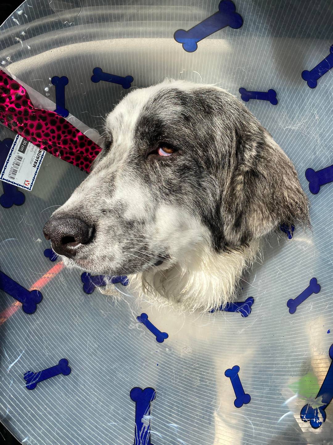 Bailey just got spayed and she is higher than a kite | Scrolller