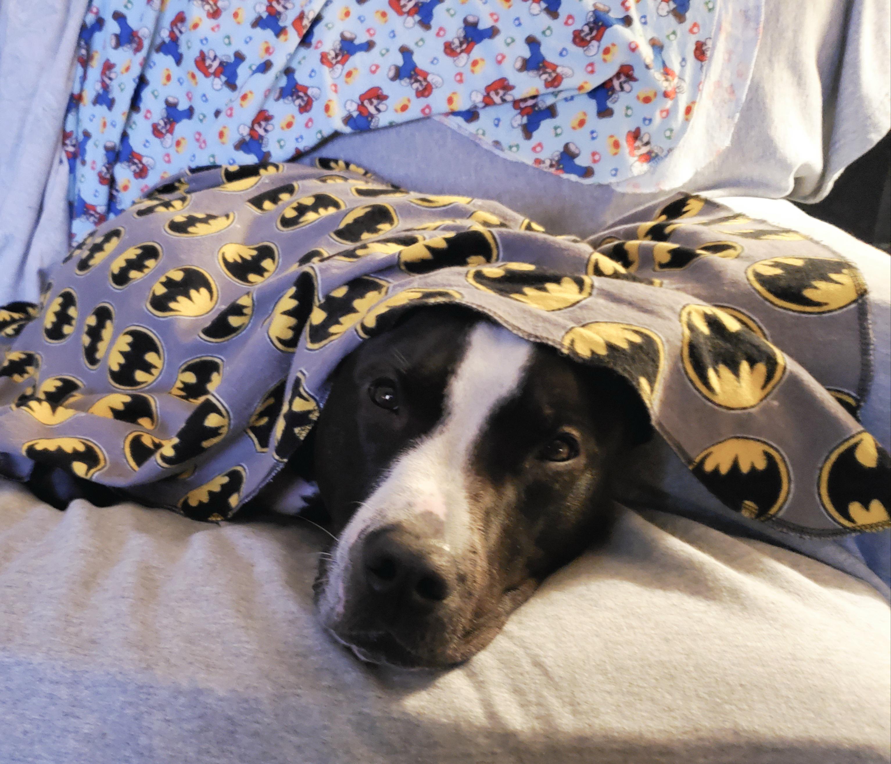 Bane, snuggied in a...Batman blankie?? Scrolller