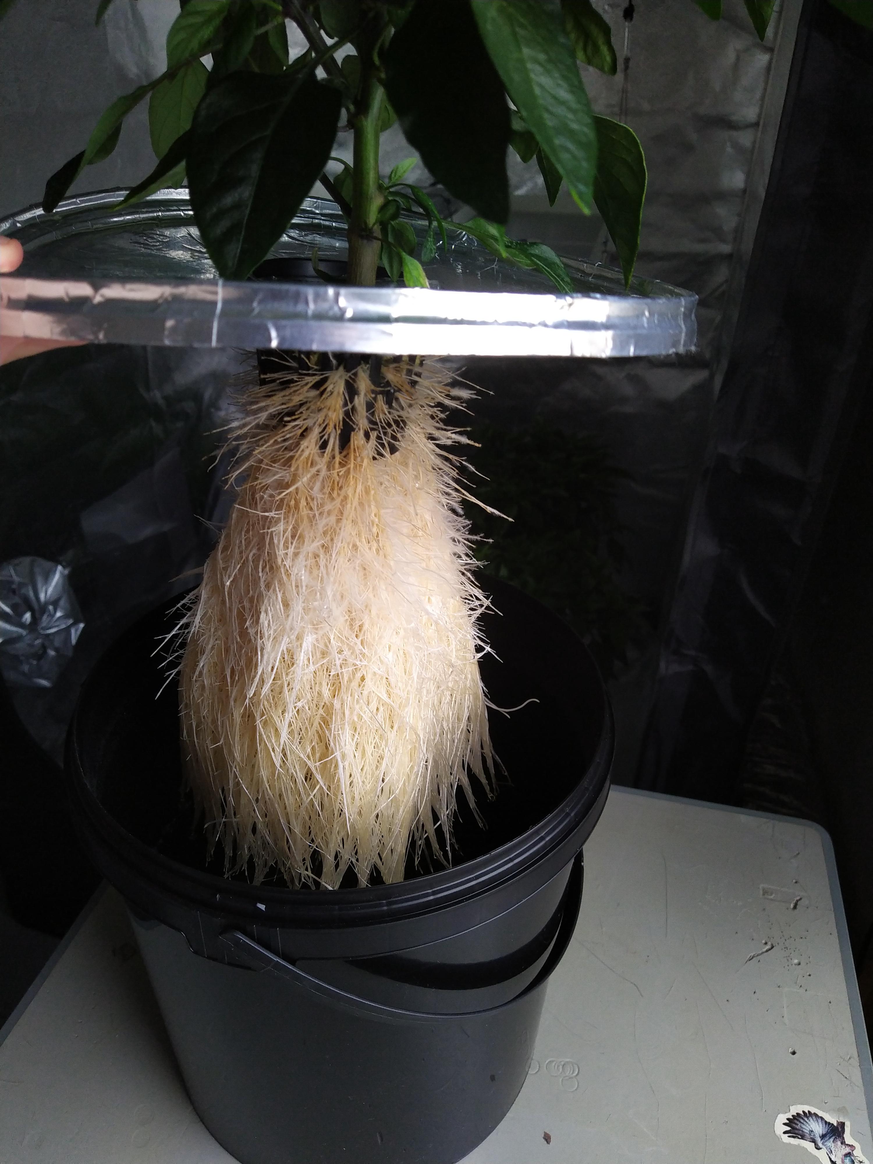 Feathery Roots Beautiful feathery roots | Scrolller