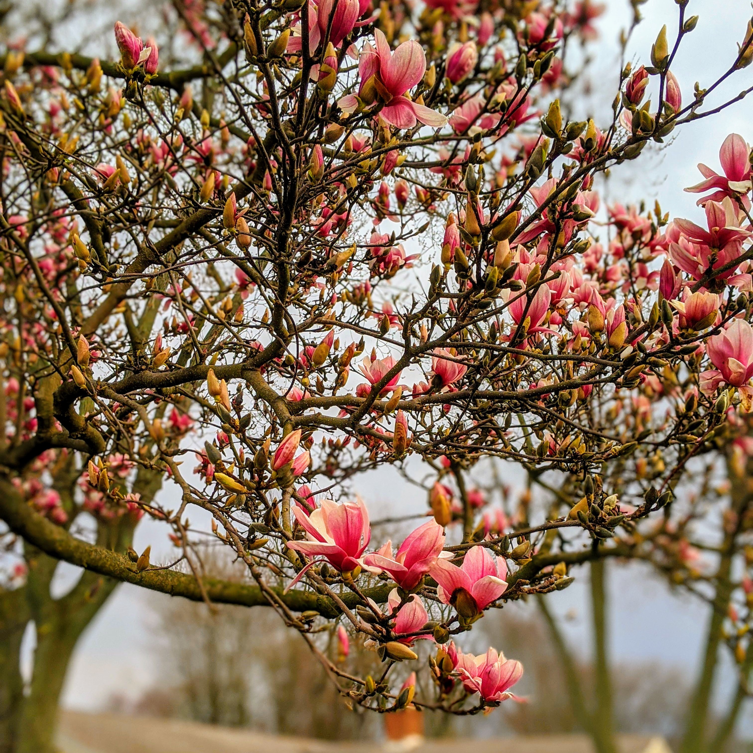 Beautiful spring blooms (Ohio) | Scrolller