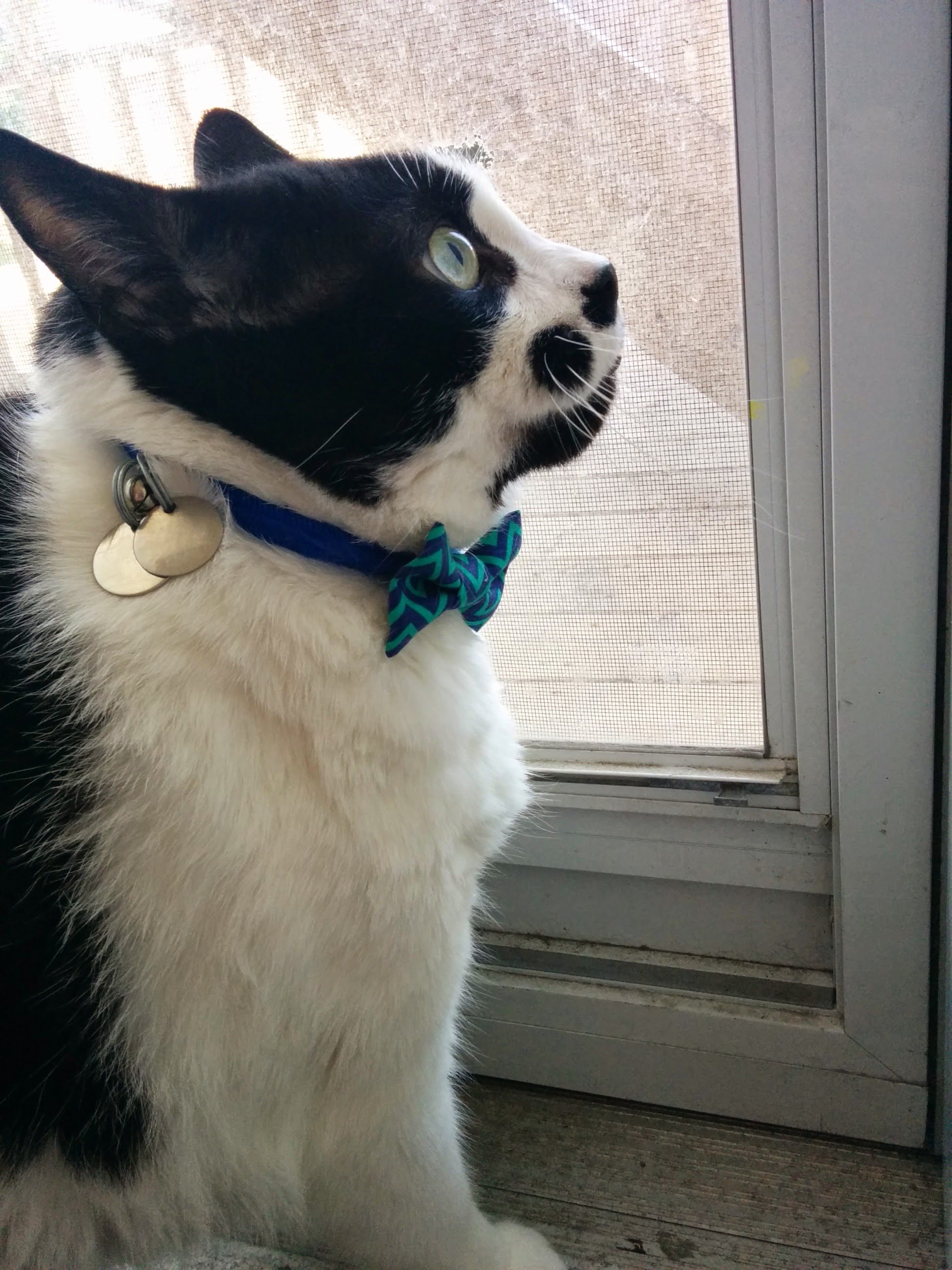 Benny in his new bow tie | Scrolller