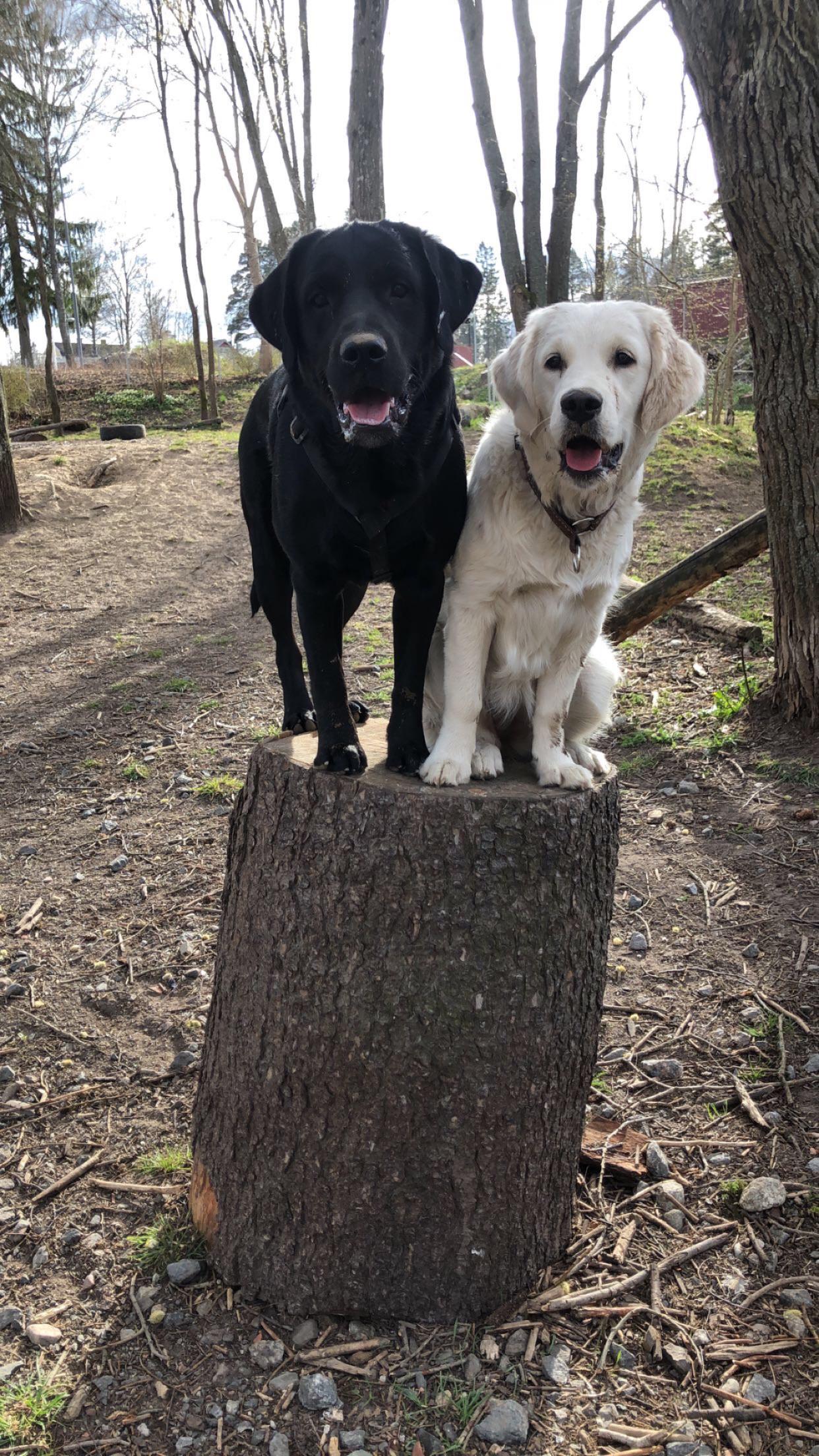 Best friends that drool together remain together🥰 golden retriever and ...