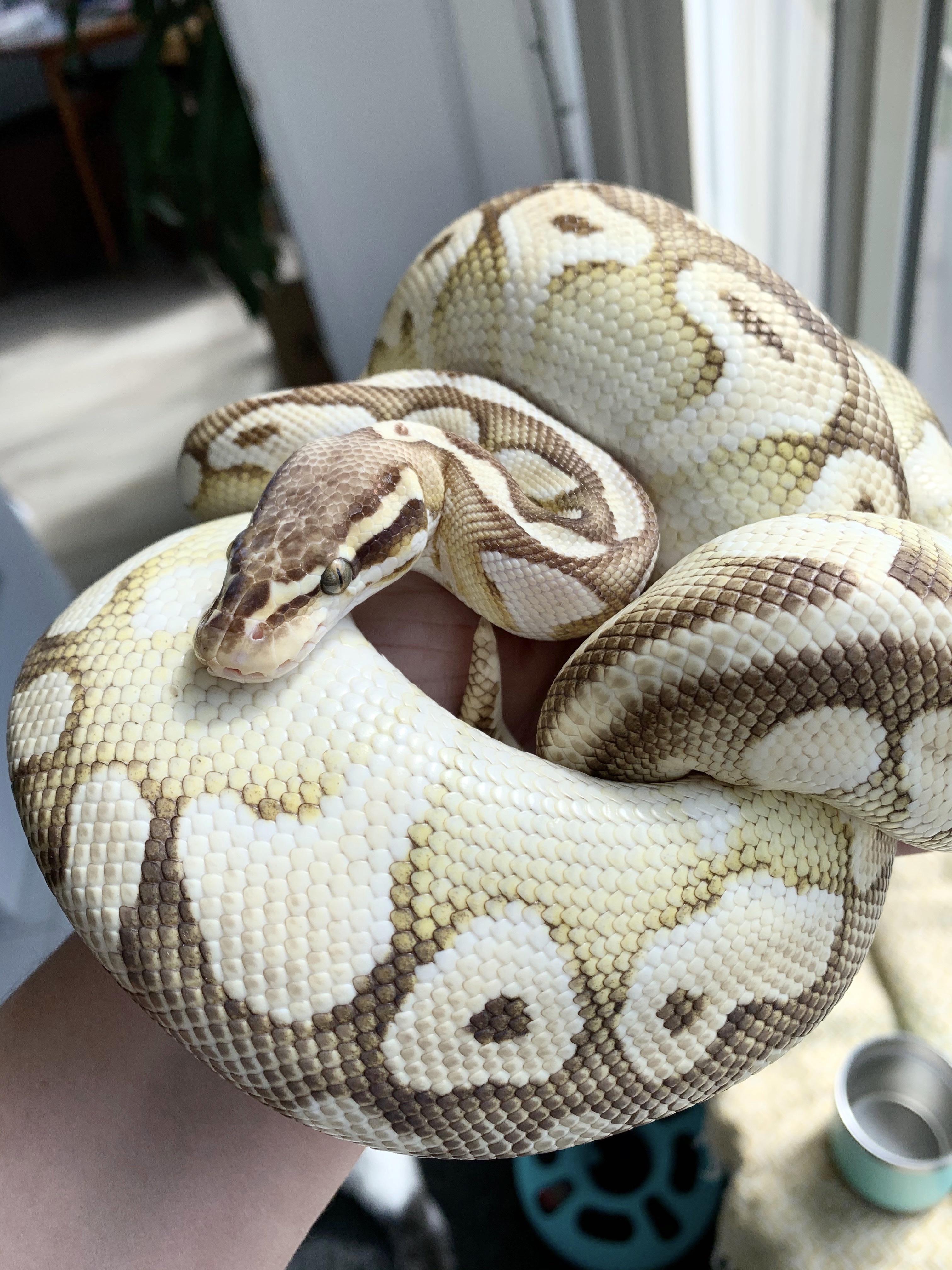 Betsy, our female Pastel Lesser Enchi. We cannot wait to see what ...