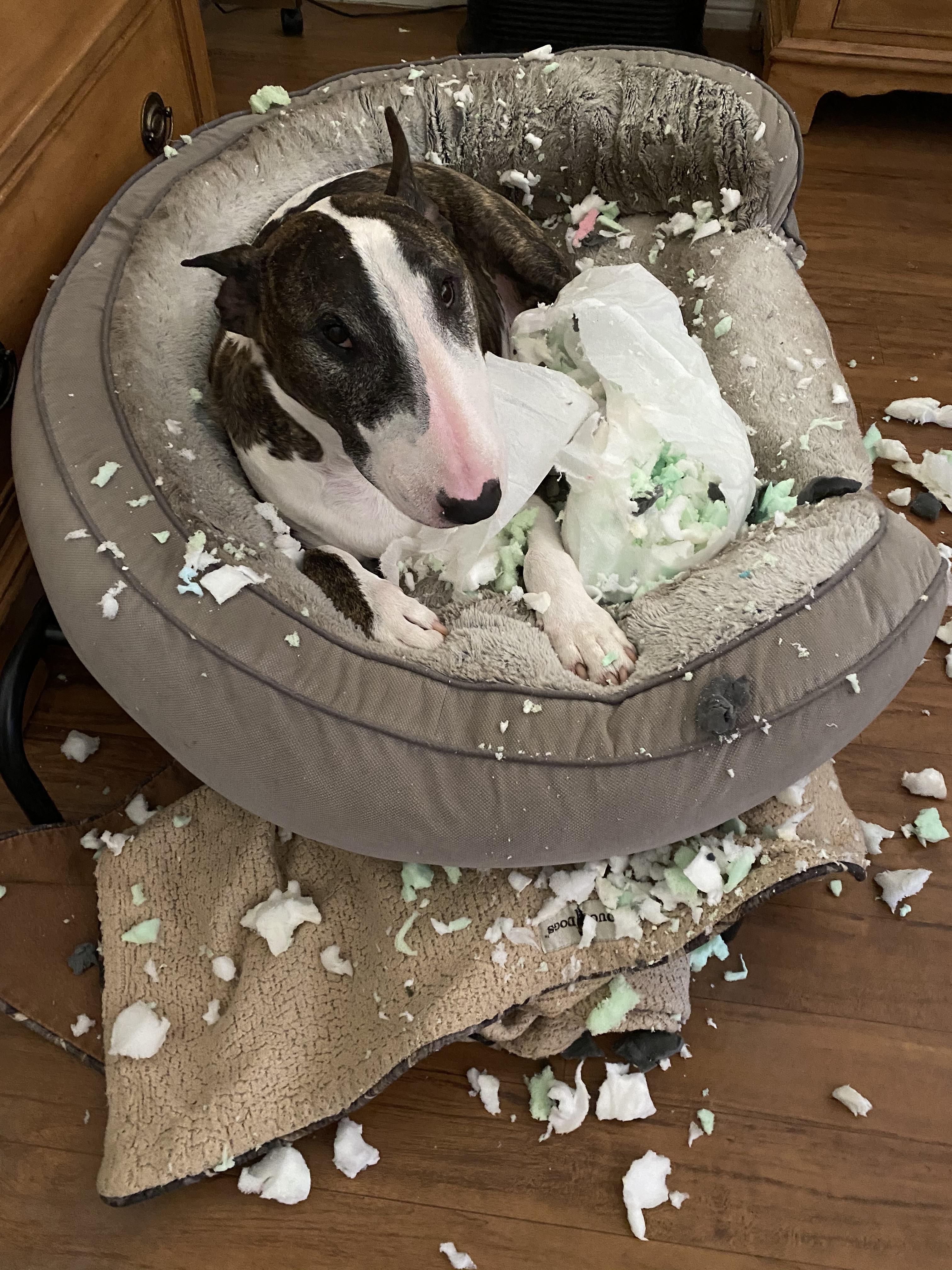 Beware of the exploding beds! | Scrolller