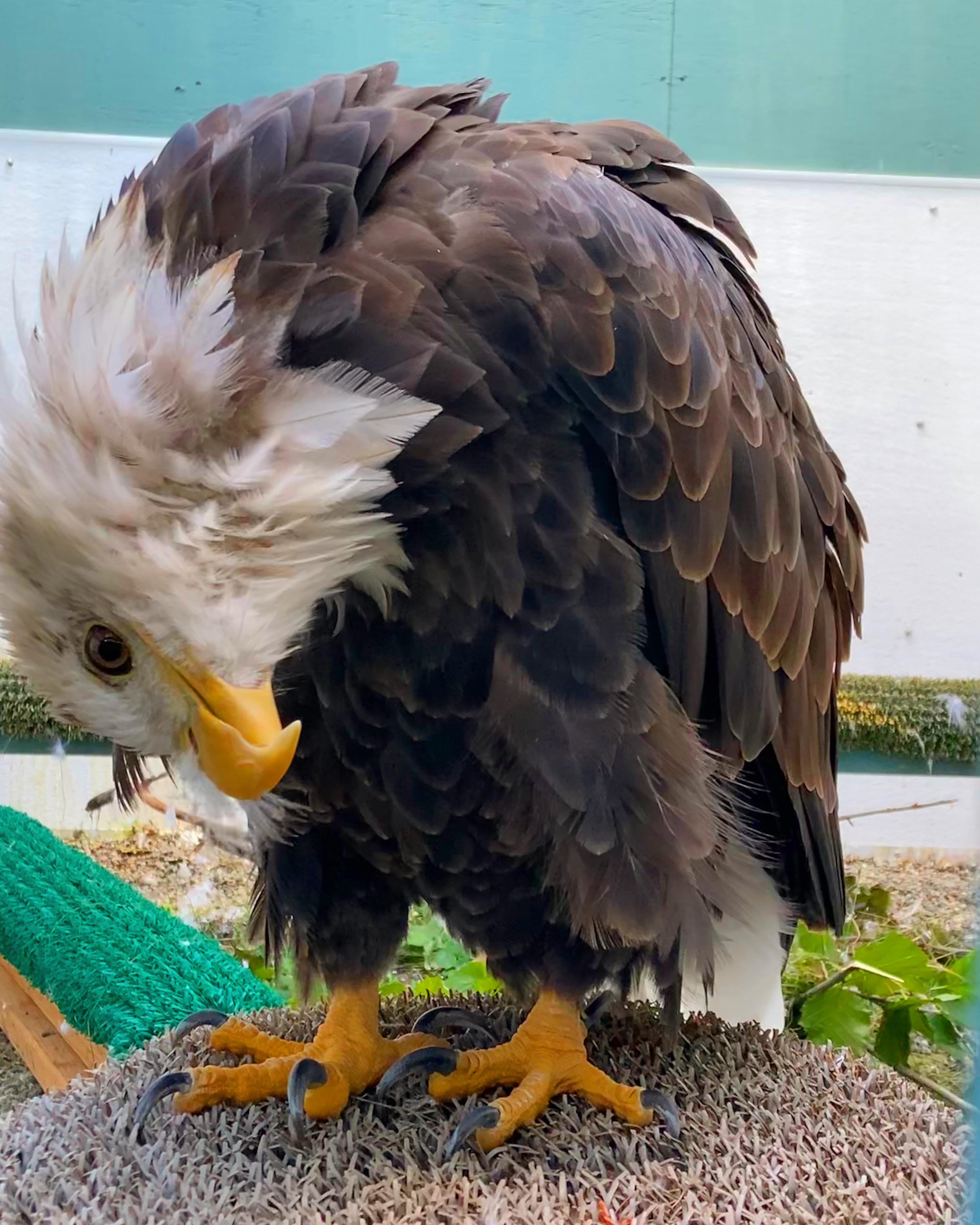 Bird TLC Education eagle Quinn saying hellohello. As a nonprofit, a ...