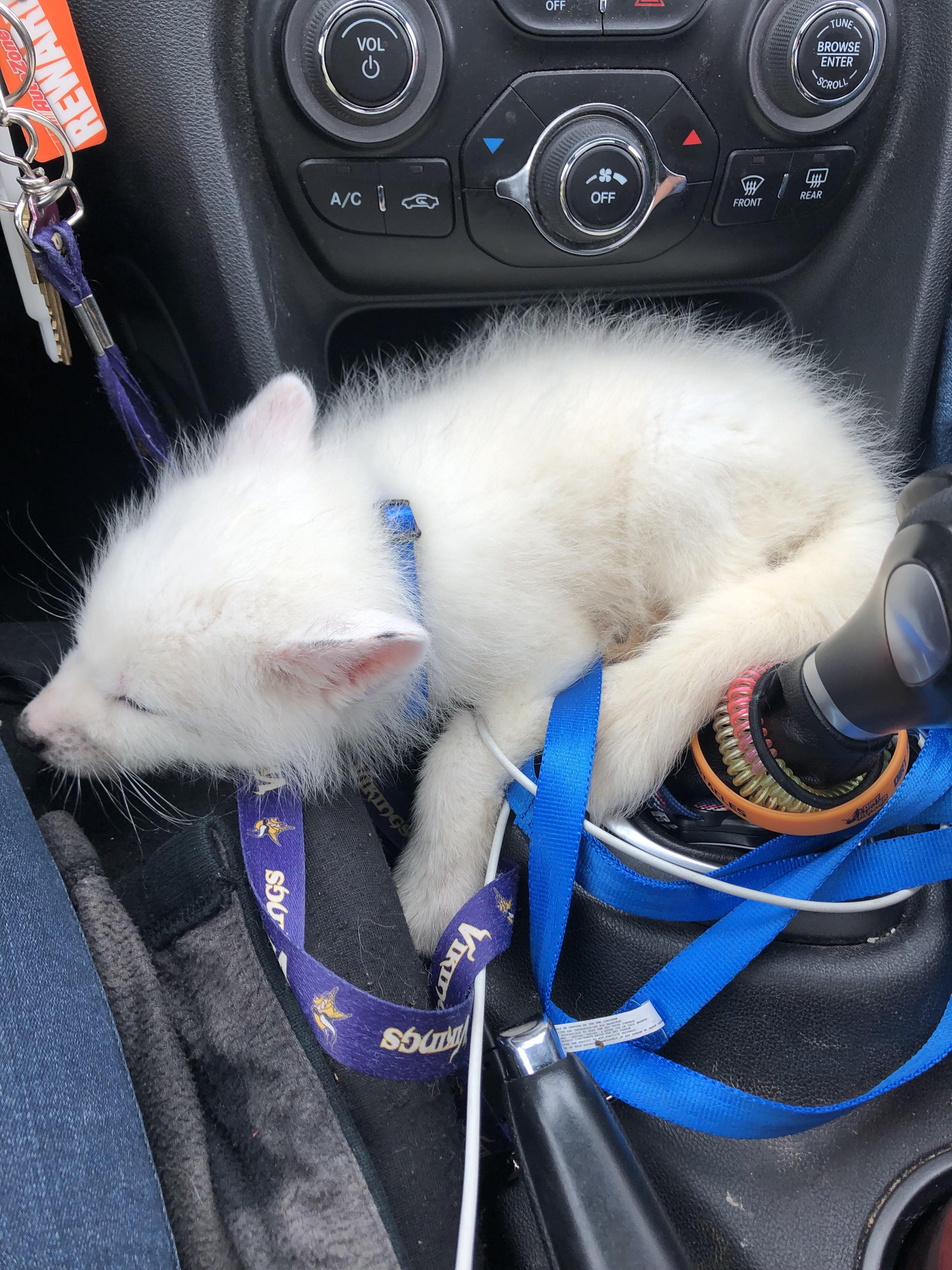 Blast from the past! My baby Ramses | Scrolller