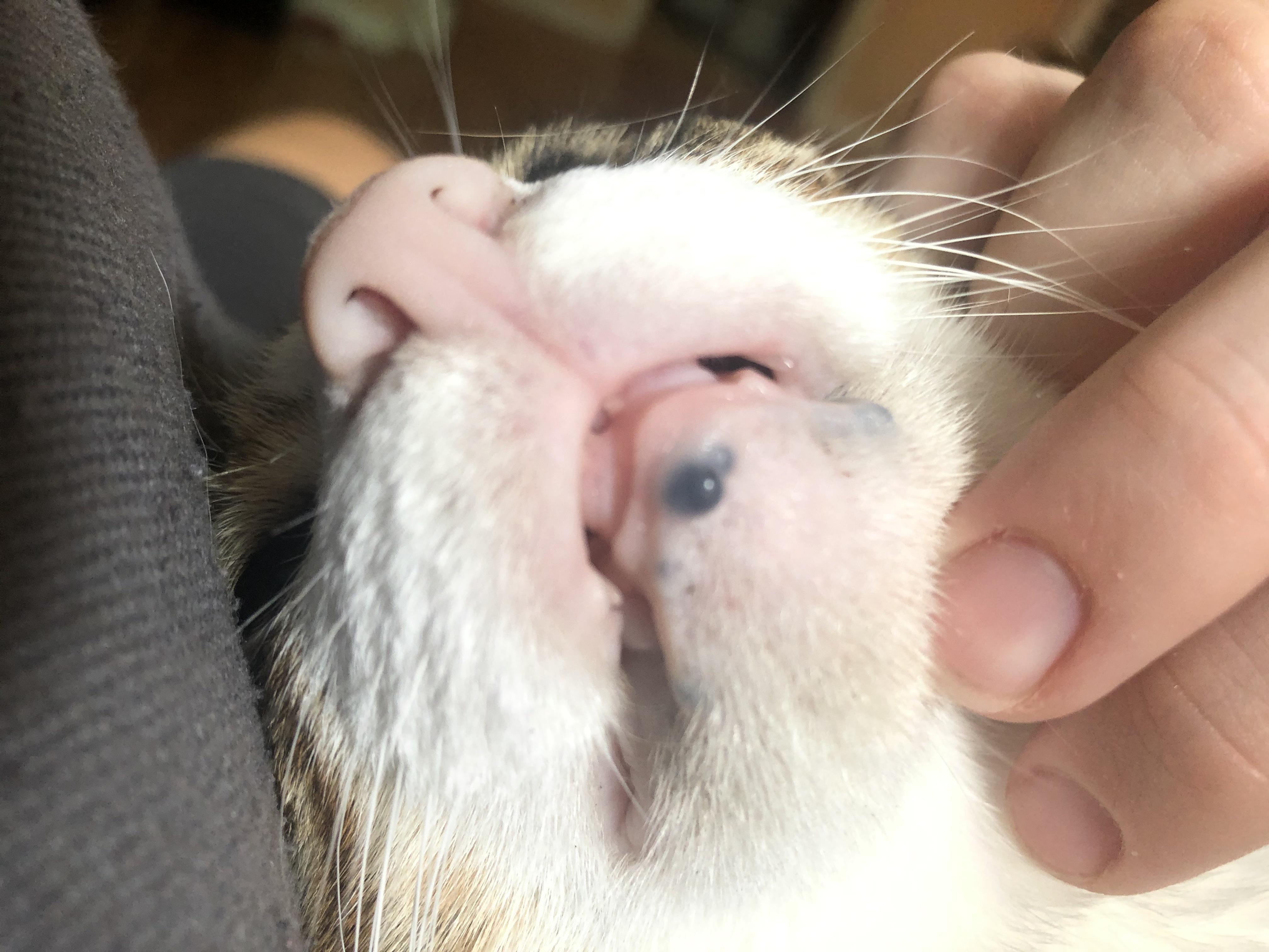 Blue bumps on my cats bottom lip any idea what it is? | Scrolller