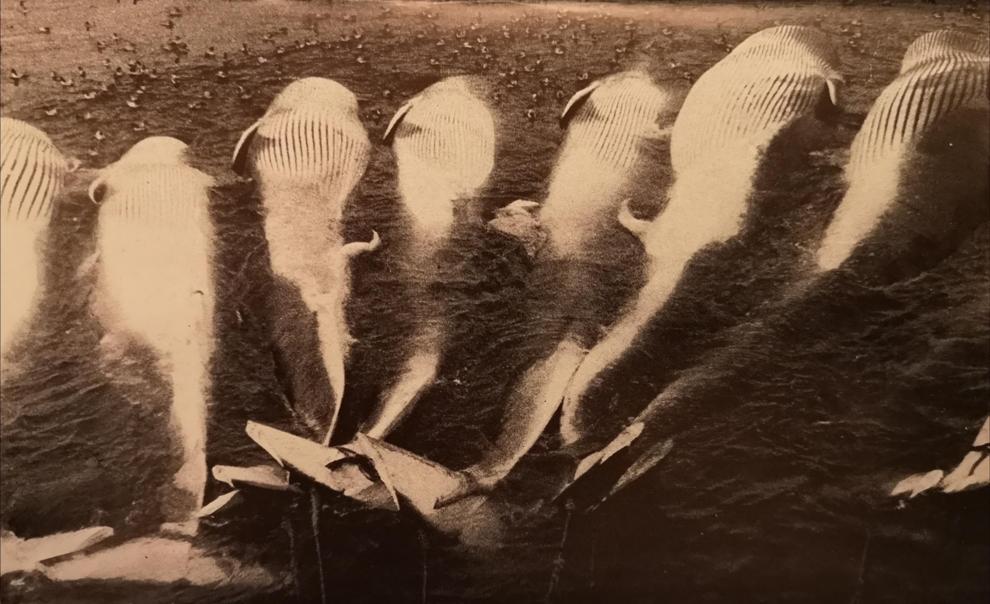 Blue whales on tow behind a factory whaling ship, circa 1950. An