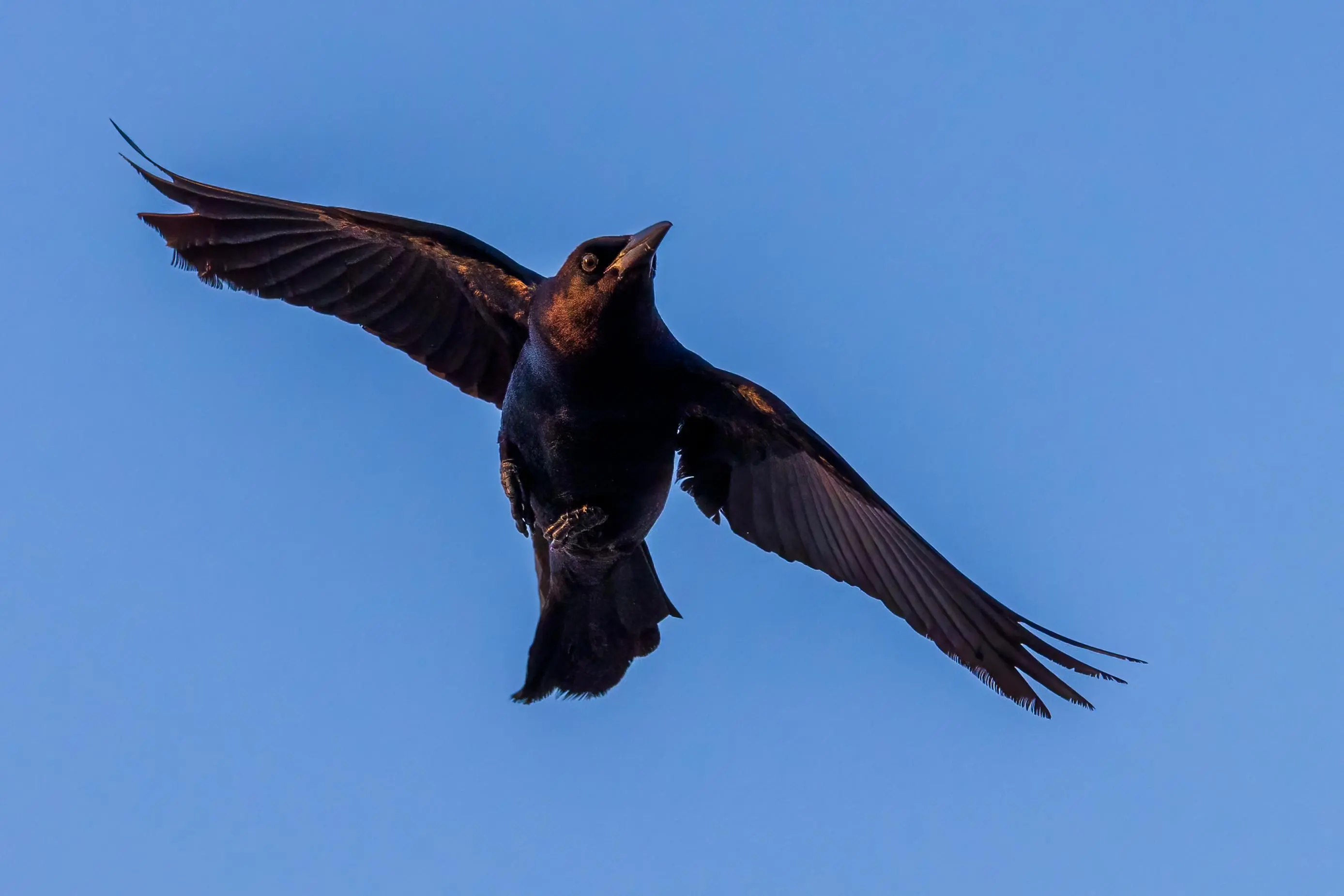 Grackle In Flight Boat Tailed Grackle in flight | Scrolller