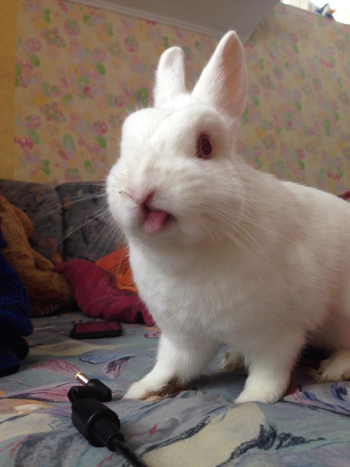 Bunny Derp | Scrolller