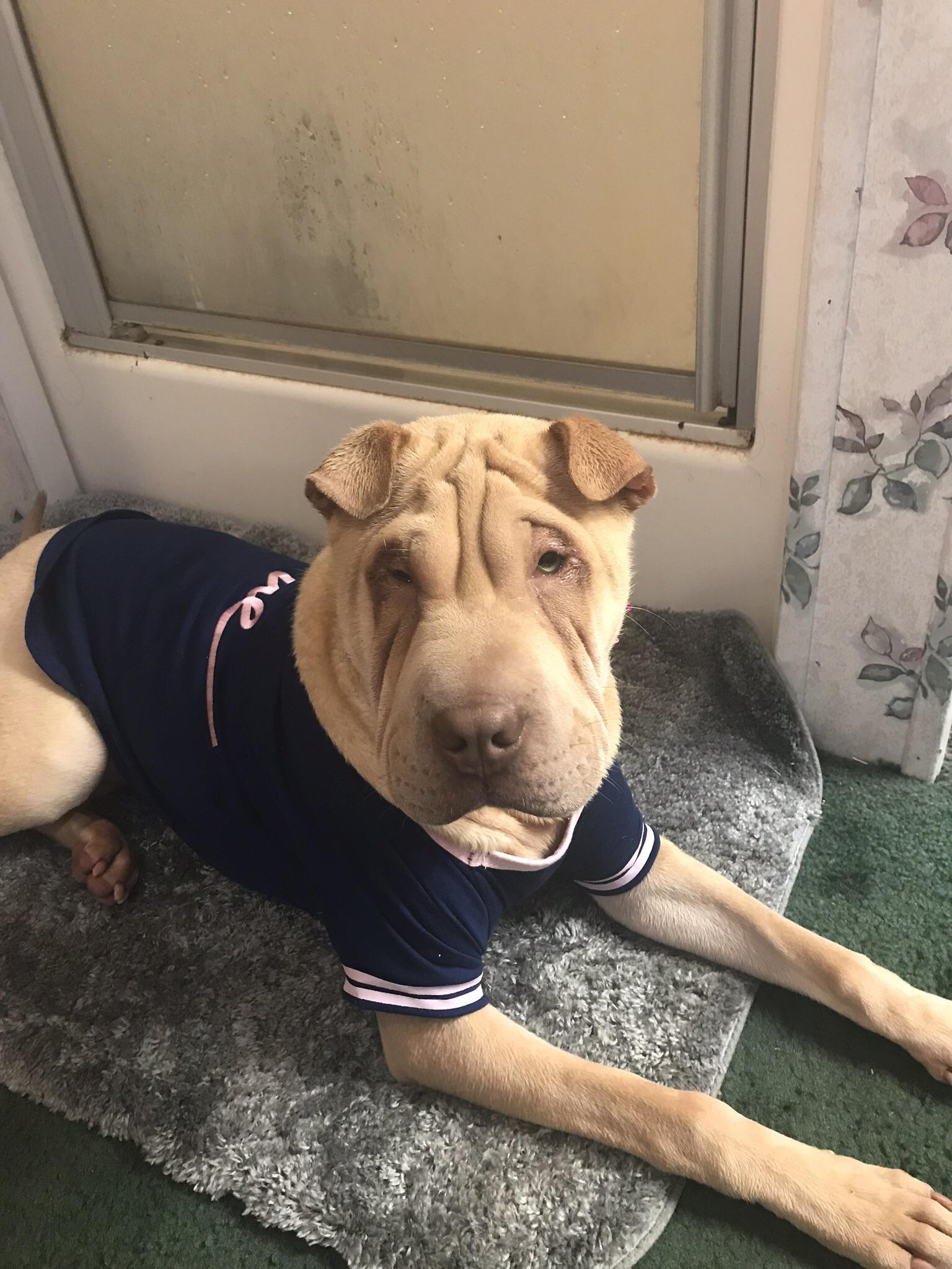 Cali the Wonderdog Scrolller