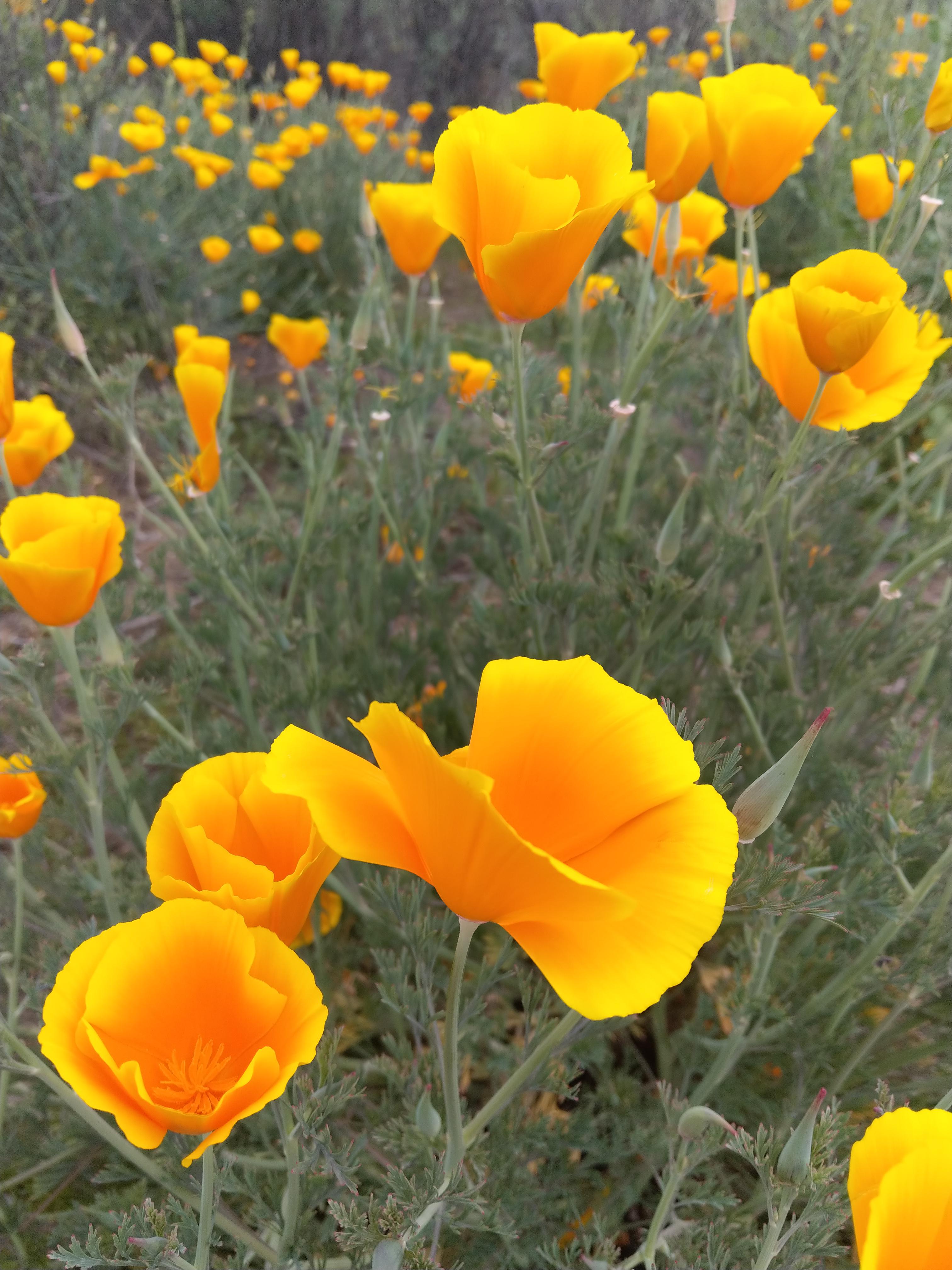 californian-poppies-scrolller