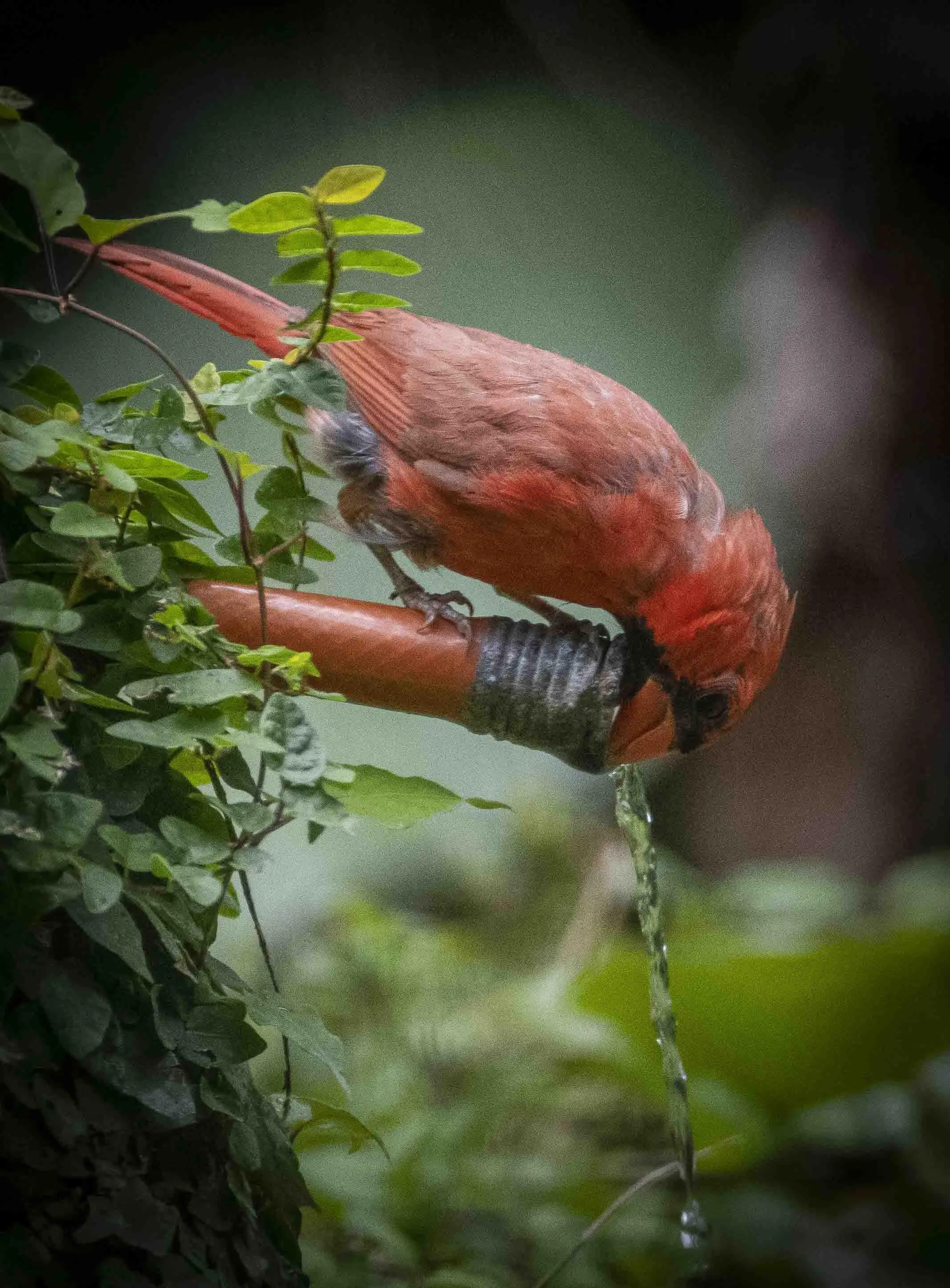 Cardinal having a drink yesterday [OC] | Scrolller