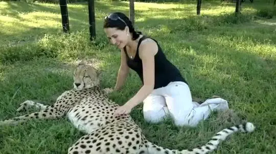 Cheetah does an adorable roll-over (x-post r/cuddleroll)